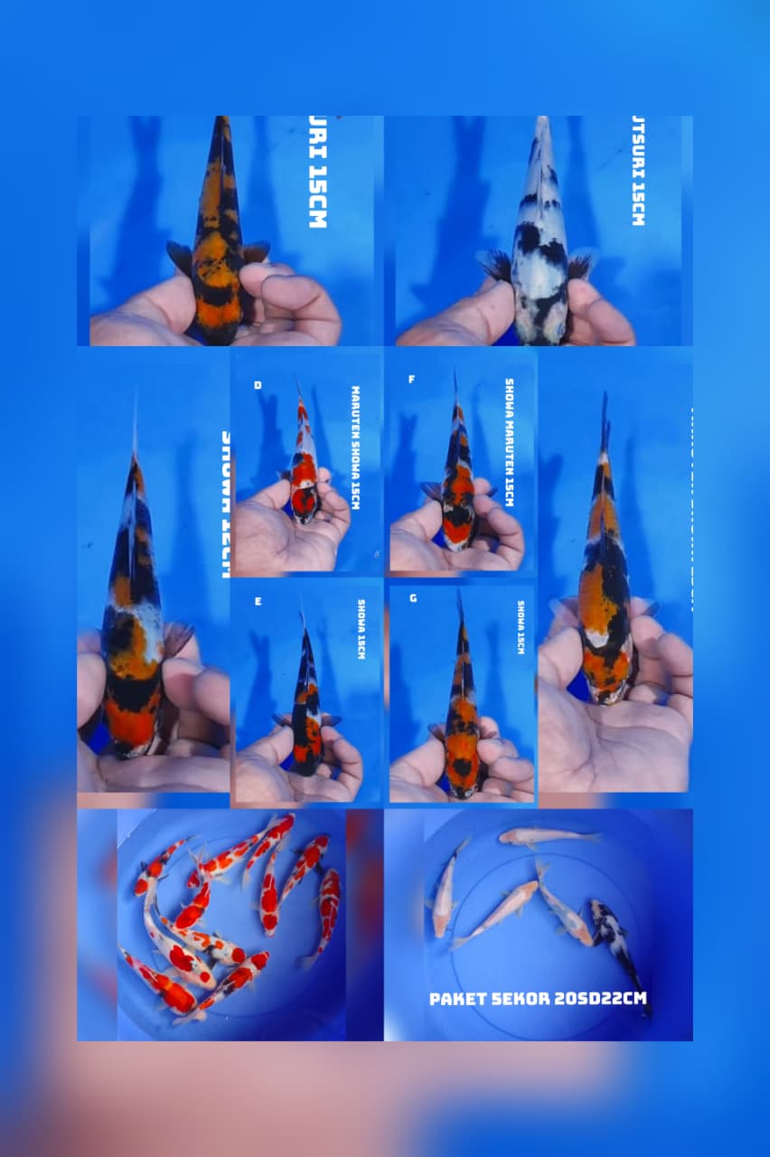 Lelang Koi Online, Jual Beli Ikan Koi, Pasar Koi Terbaik, Agen Lelang Koi, Penawaran Koi Berkualitas, Harga Jual Koi, Lelang Ikan Koi Import, Beli Koi Online, Jual Koi Murah, Koi Showroom, Penjual Koi Terpercaya, Lelang Koi Jakarta, Jual Koi Lokal, Koi Kualitas Unggul, Harga Terbaik Koi, Jual Koi Indukan, Lelang Ikan Hias Koi, Pasar Koi Indonesia, Beli Koi Berkualitas Tinggi, Koi Farm Terbesar, Jual Beli Koi Impor, Lelang Ikan Koi Kualitas Premium, Daftar Harga Koi Terbaru, Pusat Jual Beli Koi, Info Lelang Koi Hari Ini.