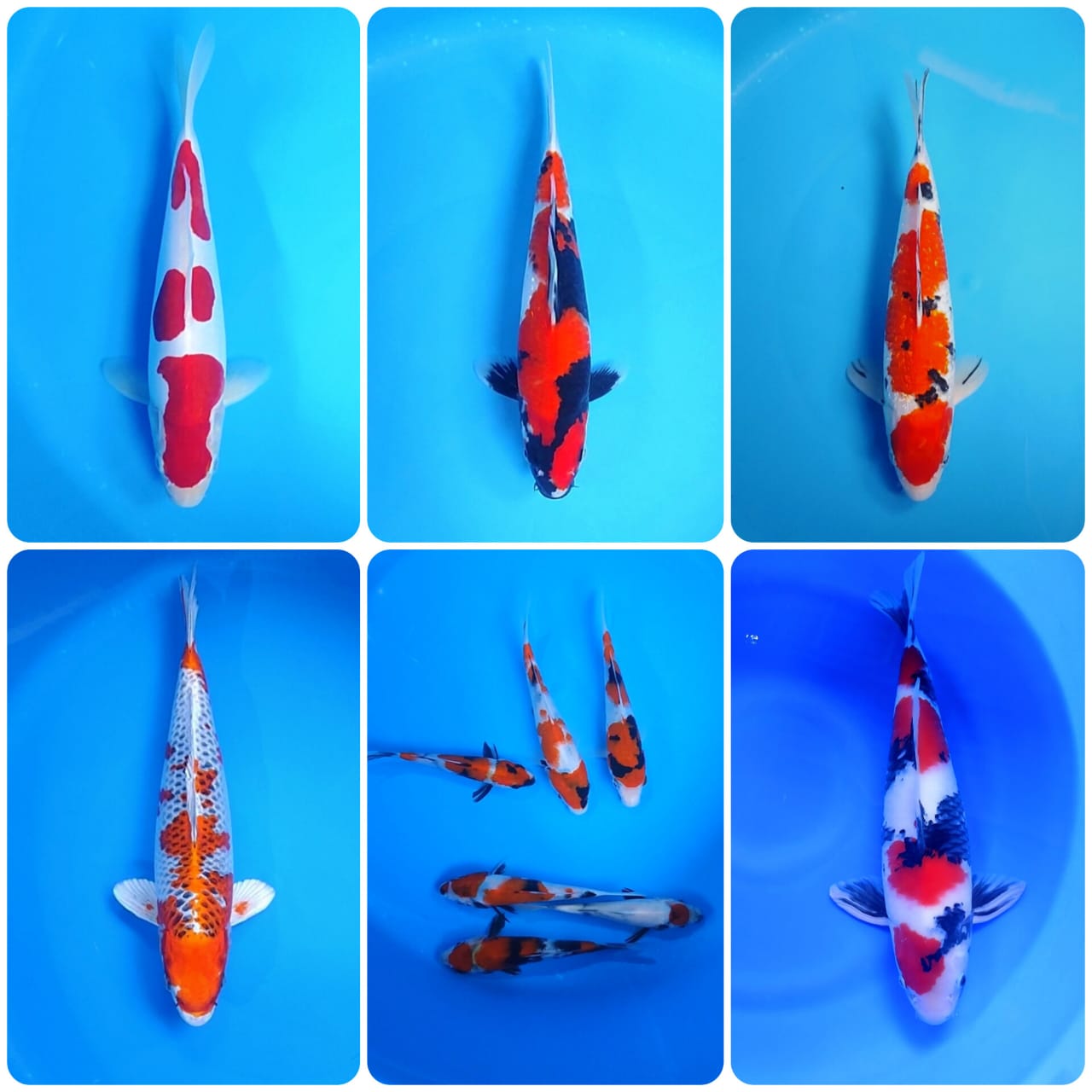 Lelang Koi Online, Jual Beli Ikan Koi, Pasar Koi Terbaik, Agen Lelang Koi, Penawaran Koi Berkualitas, Harga Jual Koi, Lelang Ikan Koi Import, Beli Koi Online, Jual Koi Murah, Koi Showroom, Penjual Koi Terpercaya, Lelang Koi Jakarta, Jual Koi Lokal, Koi Kualitas Unggul, Harga Terbaik Koi, Jual Koi Indukan, Lelang Ikan Hias Koi, Pasar Koi Indonesia, Beli Koi Berkualitas Tinggi, Koi Farm Terbesar, Jual Beli Koi Impor, Lelang Ikan Koi Kualitas Premium, Daftar Harga Koi Terbaru, Pusat Jual Beli Koi, Info Lelang Koi Hari Ini.