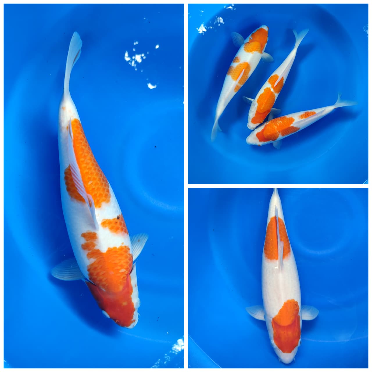 Lelang Koi Online, Jual Beli Ikan Koi, Pasar Koi Terbaik, Agen Lelang Koi, Penawaran Koi Berkualitas, Harga Jual Koi, Lelang Ikan Koi Import, Beli Koi Online, Jual Koi Murah, Koi Showroom, Penjual Koi Terpercaya, Lelang Koi Jakarta, Jual Koi Lokal, Koi Kualitas Unggul, Harga Terbaik Koi, Jual Koi Indukan, Lelang Ikan Hias Koi, Pasar Koi Indonesia, Beli Koi Berkualitas Tinggi, Koi Farm Terbesar, Jual Beli Koi Impor, Lelang Ikan Koi Kualitas Premium, Daftar Harga Koi Terbaru, Pusat Jual Beli Koi, Info Lelang Koi Hari Ini.