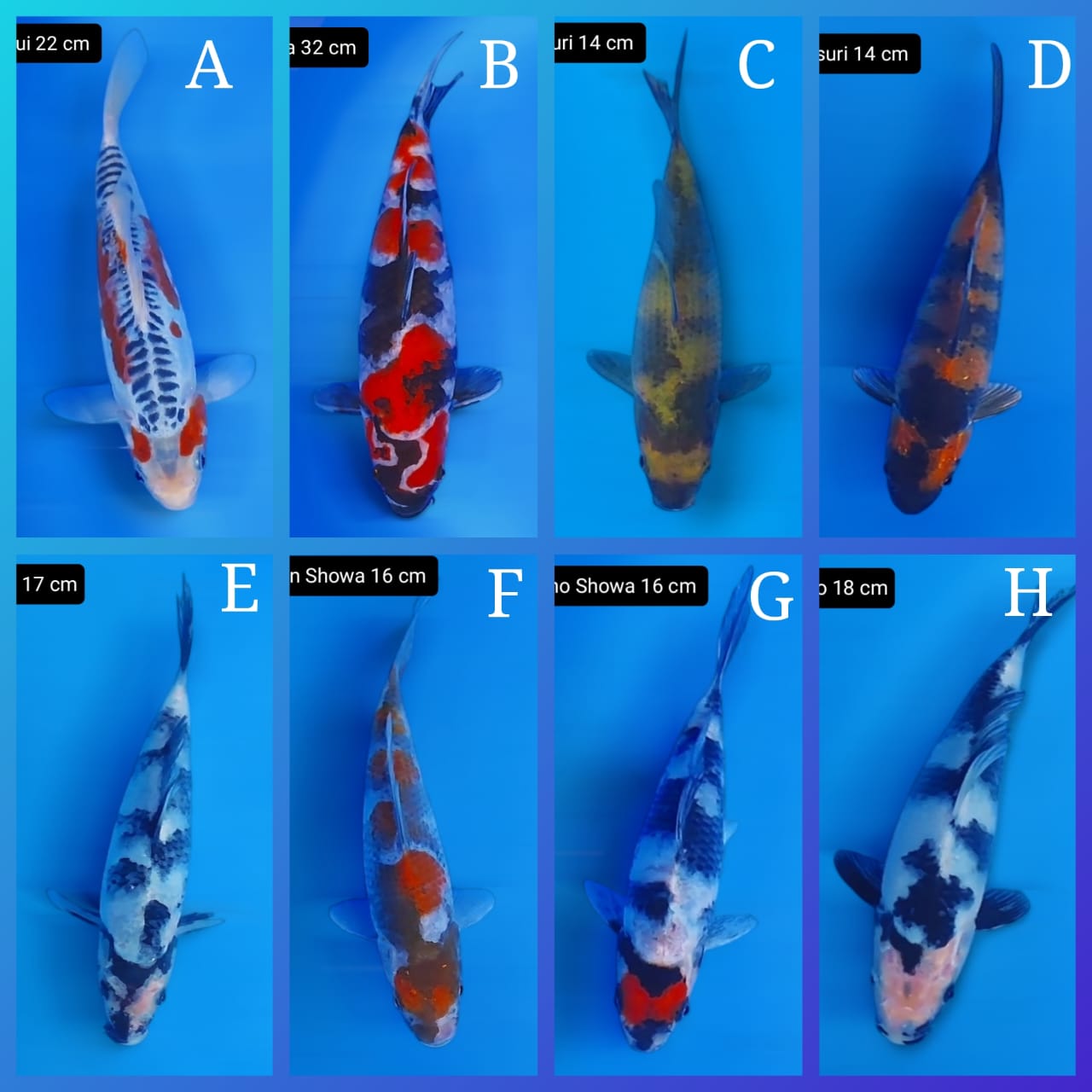 Lelang Koi Online, Jual Beli Ikan Koi, Pasar Koi Terbaik, Agen Lelang Koi, Penawaran Koi Berkualitas, Harga Jual Koi, Lelang Ikan Koi Import, Beli Koi Online, Jual Koi Murah, Koi Showroom, Penjual Koi Terpercaya, Lelang Koi Jakarta, Jual Koi Lokal, Koi Kualitas Unggul, Harga Terbaik Koi, Jual Koi Indukan, Lelang Ikan Hias Koi, Pasar Koi Indonesia, Beli Koi Berkualitas Tinggi, Koi Farm Terbesar, Jual Beli Koi Impor, Lelang Ikan Koi Kualitas Premium, Daftar Harga Koi Terbaru, Pusat Jual Beli Koi, Info Lelang Koi Hari Ini.