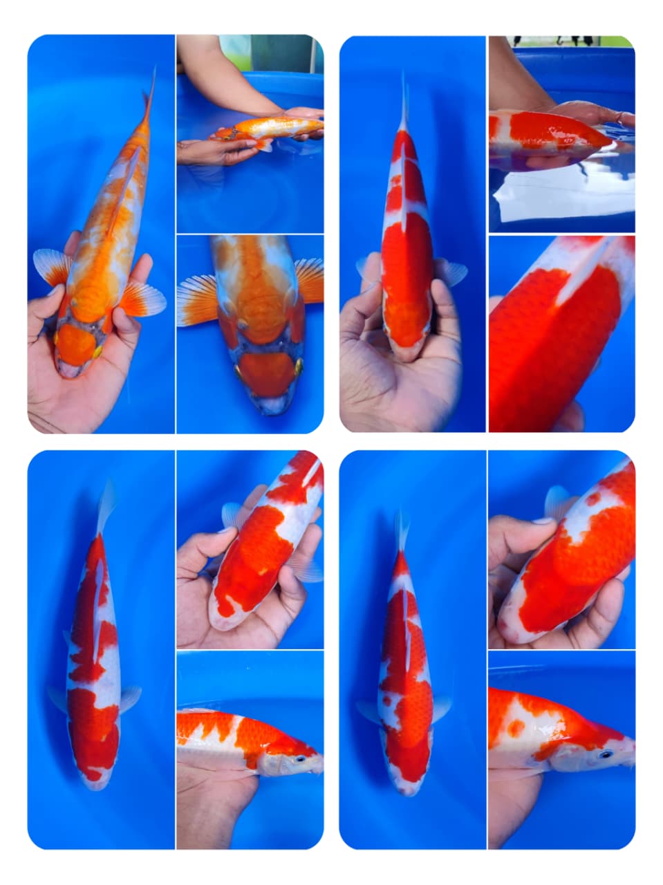 Lelang Koi Online, Jual Beli Ikan Koi, Pasar Koi Terbaik, Agen Lelang Koi, Penawaran Koi Berkualitas, Harga Jual Koi, Lelang Ikan Koi Import, Beli Koi Online, Jual Koi Murah, Koi Showroom, Penjual Koi Terpercaya, Lelang Koi Jakarta, Jual Koi Lokal, Koi Kualitas Unggul, Harga Terbaik Koi, Jual Koi Indukan, Lelang Ikan Hias Koi, Pasar Koi Indonesia, Beli Koi Berkualitas Tinggi, Koi Farm Terbesar, Jual Beli Koi Impor, Lelang Ikan Koi Kualitas Premium, Daftar Harga Koi Terbaru, Pusat Jual Beli Koi, Info Lelang Koi Hari Ini.