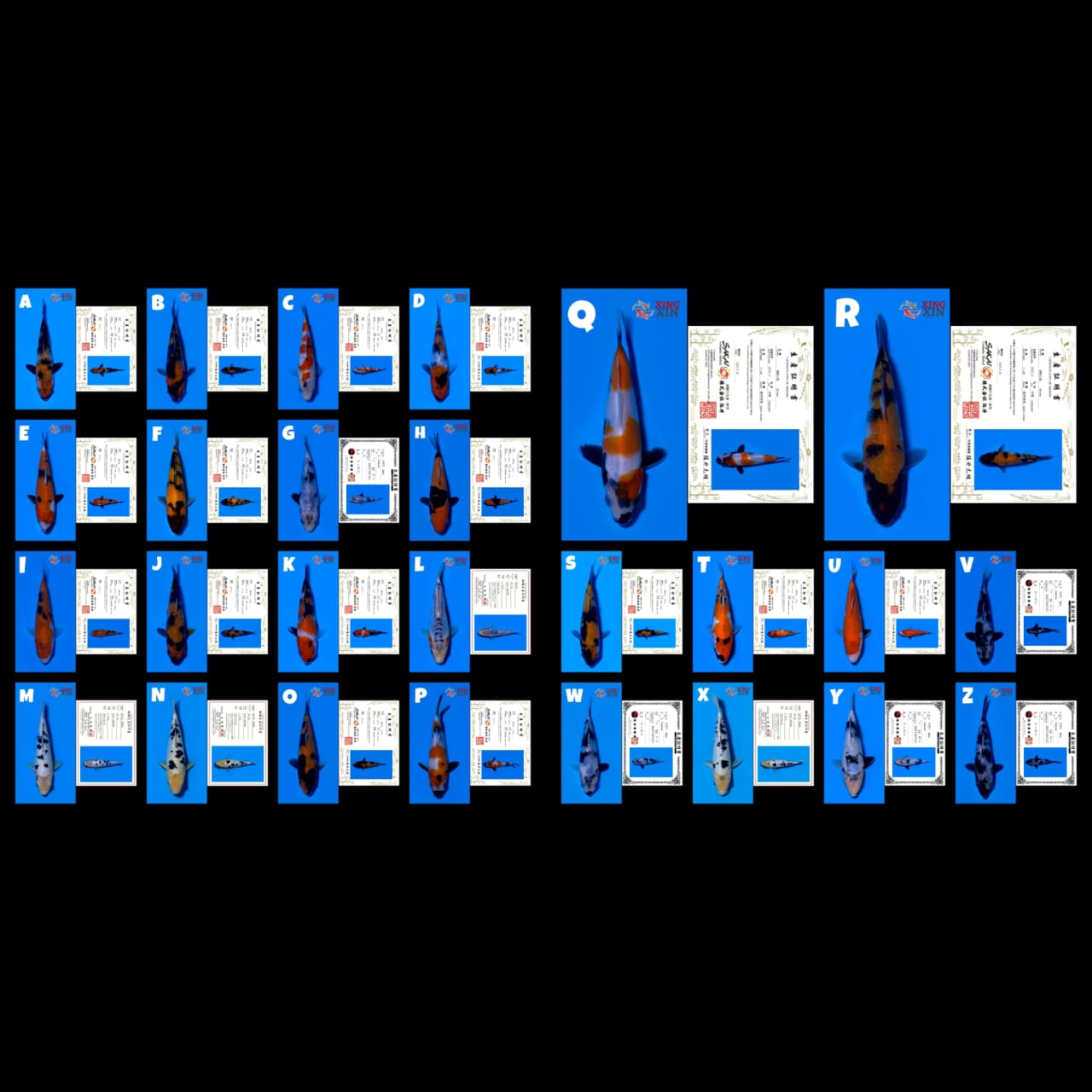 Lelang Koi Online, Jual Beli Ikan Koi, Pasar Koi Terbaik, Agen Lelang Koi, Penawaran Koi Berkualitas, Harga Jual Koi, Lelang Ikan Koi Import, Beli Koi Online, Jual Koi Murah, Koi Showroom, Penjual Koi Terpercaya, Lelang Koi Jakarta, Jual Koi Lokal, Koi Kualitas Unggul, Harga Terbaik Koi, Jual Koi Indukan, Lelang Ikan Hias Koi, Pasar Koi Indonesia, Beli Koi Berkualitas Tinggi, Koi Farm Terbesar, Jual Beli Koi Impor, Lelang Ikan Koi Kualitas Premium, Daftar Harga Koi Terbaru, Pusat Jual Beli Koi, Info Lelang Koi Hari Ini.