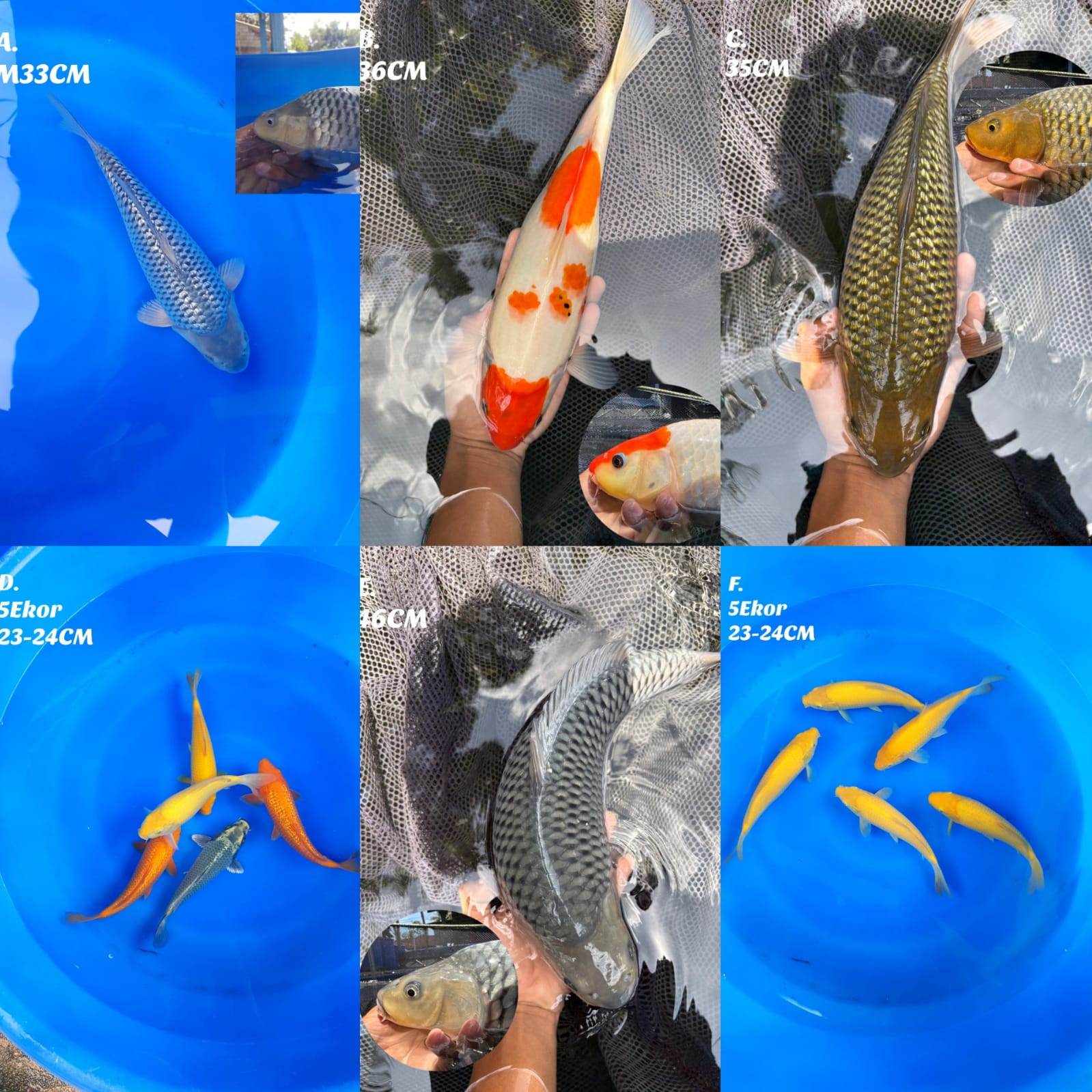 Lelang Koi Online, Jual Beli Ikan Koi, Pasar Koi Terbaik, Agen Lelang Koi, Penawaran Koi Berkualitas, Harga Jual Koi, Lelang Ikan Koi Import, Beli Koi Online, Jual Koi Murah, Koi Showroom, Penjual Koi Terpercaya, Lelang Koi Jakarta, Jual Koi Lokal, Koi Kualitas Unggul, Harga Terbaik Koi, Jual Koi Indukan, Lelang Ikan Hias Koi, Pasar Koi Indonesia, Beli Koi Berkualitas Tinggi, Koi Farm Terbesar, Jual Beli Koi Impor, Lelang Ikan Koi Kualitas Premium, Daftar Harga Koi Terbaru, Pusat Jual Beli Koi, Info Lelang Koi Hari Ini.