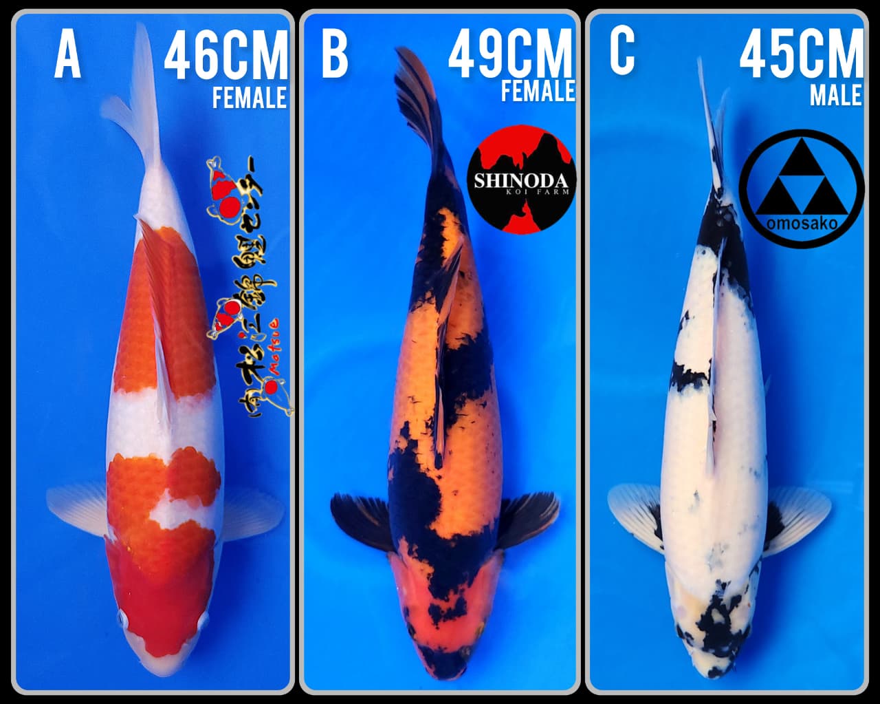 Lelang Koi Online, Jual Beli Ikan Koi, Pasar Koi Terbaik, Agen Lelang Koi, Penawaran Koi Berkualitas, Harga Jual Koi, Lelang Ikan Koi Import, Beli Koi Online, Jual Koi Murah, Koi Showroom, Penjual Koi Terpercaya, Lelang Koi Jakarta, Jual Koi Lokal, Koi Kualitas Unggul, Harga Terbaik Koi, Jual Koi Indukan, Lelang Ikan Hias Koi, Pasar Koi Indonesia, Beli Koi Berkualitas Tinggi, Koi Farm Terbesar, Jual Beli Koi Impor, Lelang Ikan Koi Kualitas Premium, Daftar Harga Koi Terbaru, Pusat Jual Beli Koi, Info Lelang Koi Hari Ini.