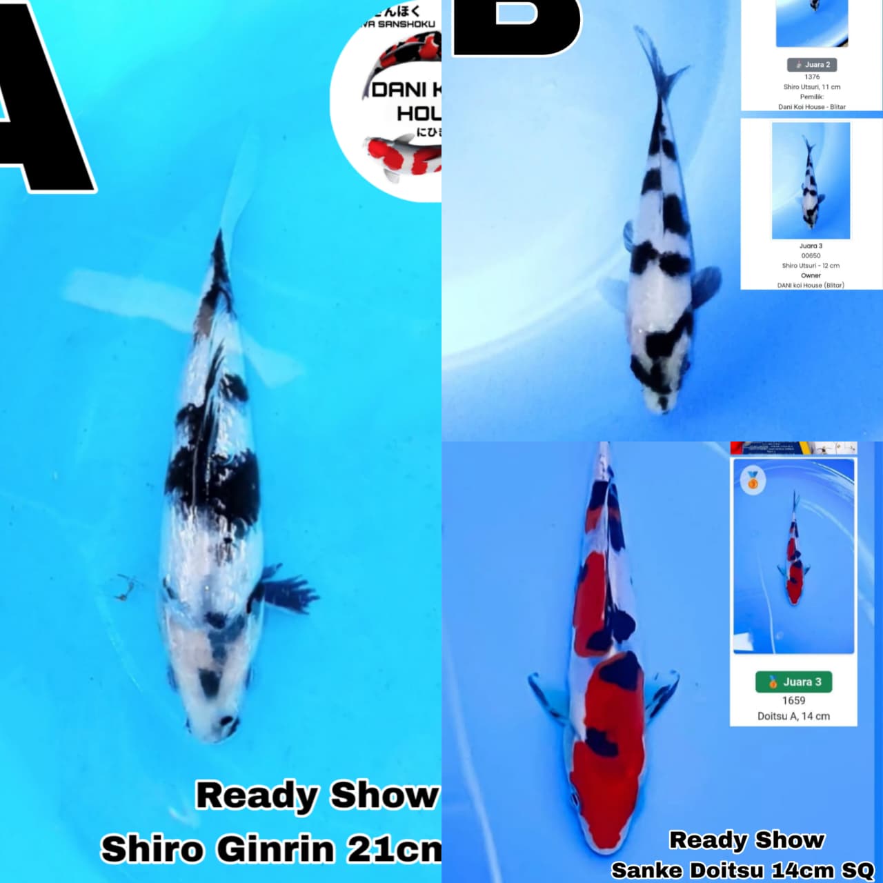 Lelang Koi Online, Jual Beli Ikan Koi, Pasar Koi Terbaik, Agen Lelang Koi, Penawaran Koi Berkualitas, Harga Jual Koi, Lelang Ikan Koi Import, Beli Koi Online, Jual Koi Murah, Koi Showroom, Penjual Koi Terpercaya, Lelang Koi Jakarta, Jual Koi Lokal, Koi Kualitas Unggul, Harga Terbaik Koi, Jual Koi Indukan, Lelang Ikan Hias Koi, Pasar Koi Indonesia, Beli Koi Berkualitas Tinggi, Koi Farm Terbesar, Jual Beli Koi Impor, Lelang Ikan Koi Kualitas Premium, Daftar Harga Koi Terbaru, Pusat Jual Beli Koi, Info Lelang Koi Hari Ini.
