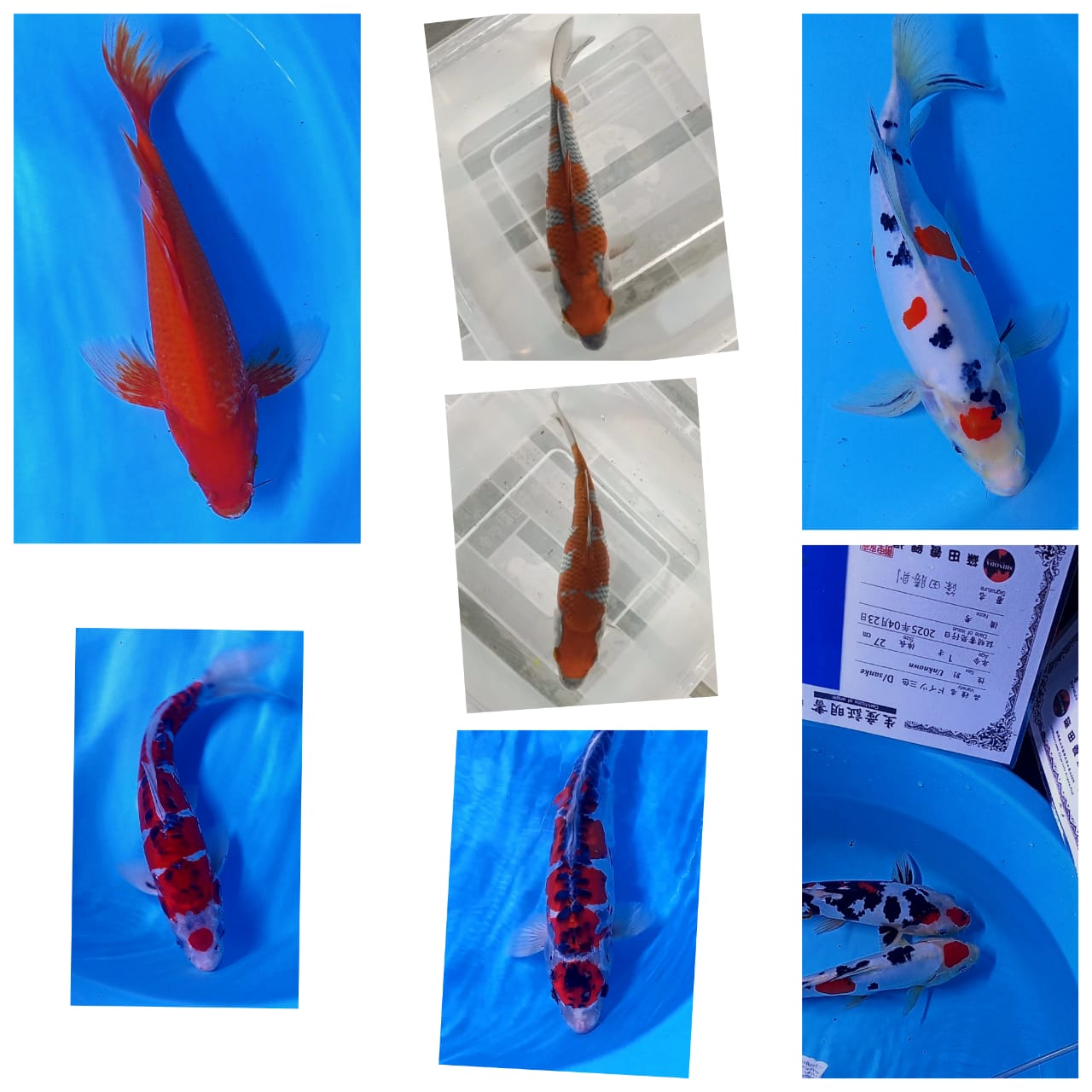 Lelang Koi Online, Jual Beli Ikan Koi, Pasar Koi Terbaik, Agen Lelang Koi, Penawaran Koi Berkualitas, Harga Jual Koi, Lelang Ikan Koi Import, Beli Koi Online, Jual Koi Murah, Koi Showroom, Penjual Koi Terpercaya, Lelang Koi Jakarta, Jual Koi Lokal, Koi Kualitas Unggul, Harga Terbaik Koi, Jual Koi Indukan, Lelang Ikan Hias Koi, Pasar Koi Indonesia, Beli Koi Berkualitas Tinggi, Koi Farm Terbesar, Jual Beli Koi Impor, Lelang Ikan Koi Kualitas Premium, Daftar Harga Koi Terbaru, Pusat Jual Beli Koi, Info Lelang Koi Hari Ini.