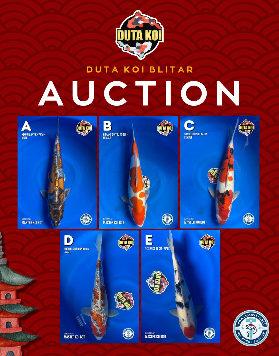 Lelang Koi Online, Jual Beli Ikan Koi, Pasar Koi Terbaik, Agen Lelang Koi, Penawaran Koi Berkualitas, Harga Jual Koi, Lelang Ikan Koi Import, Beli Koi Online, Jual Koi Murah, Koi Showroom, Penjual Koi Terpercaya, Lelang Koi Jakarta, Jual Koi Lokal, Koi Kualitas Unggul, Harga Terbaik Koi, Jual Koi Indukan, Lelang Ikan Hias Koi, Pasar Koi Indonesia, Beli Koi Berkualitas Tinggi, Koi Farm Terbesar, Jual Beli Koi Impor, Lelang Ikan Koi Kualitas Premium, Daftar Harga Koi Terbaru, Pusat Jual Beli Koi, Info Lelang Koi Hari Ini.