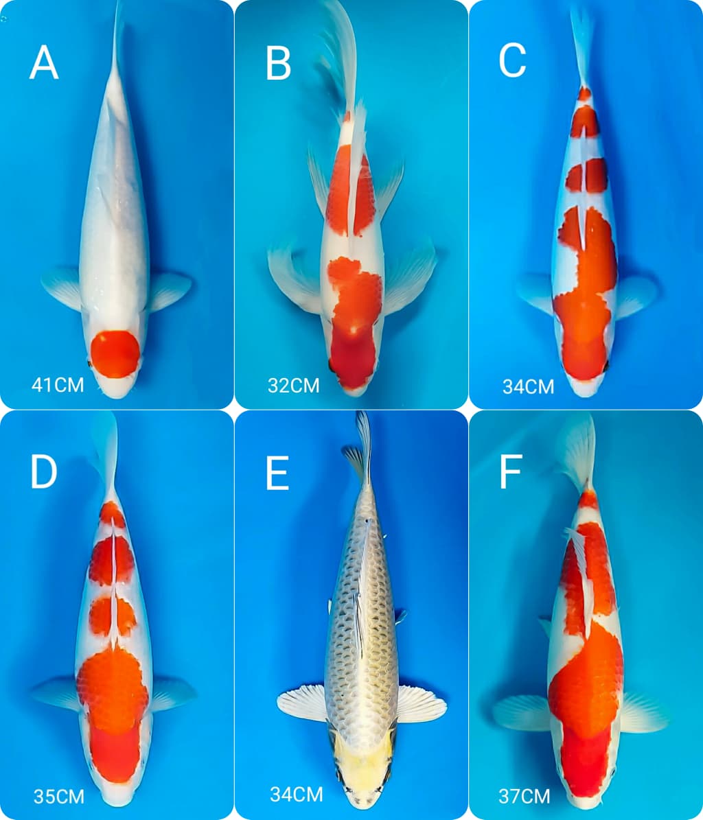 Lelang Koi Online, Jual Beli Ikan Koi, Pasar Koi Terbaik, Agen Lelang Koi, Penawaran Koi Berkualitas, Harga Jual Koi, Lelang Ikan Koi Import, Beli Koi Online, Jual Koi Murah, Koi Showroom, Penjual Koi Terpercaya, Lelang Koi Jakarta, Jual Koi Lokal, Koi Kualitas Unggul, Harga Terbaik Koi, Jual Koi Indukan, Lelang Ikan Hias Koi, Pasar Koi Indonesia, Beli Koi Berkualitas Tinggi, Koi Farm Terbesar, Jual Beli Koi Impor, Lelang Ikan Koi Kualitas Premium, Daftar Harga Koi Terbaru, Pusat Jual Beli Koi, Info Lelang Koi Hari Ini.