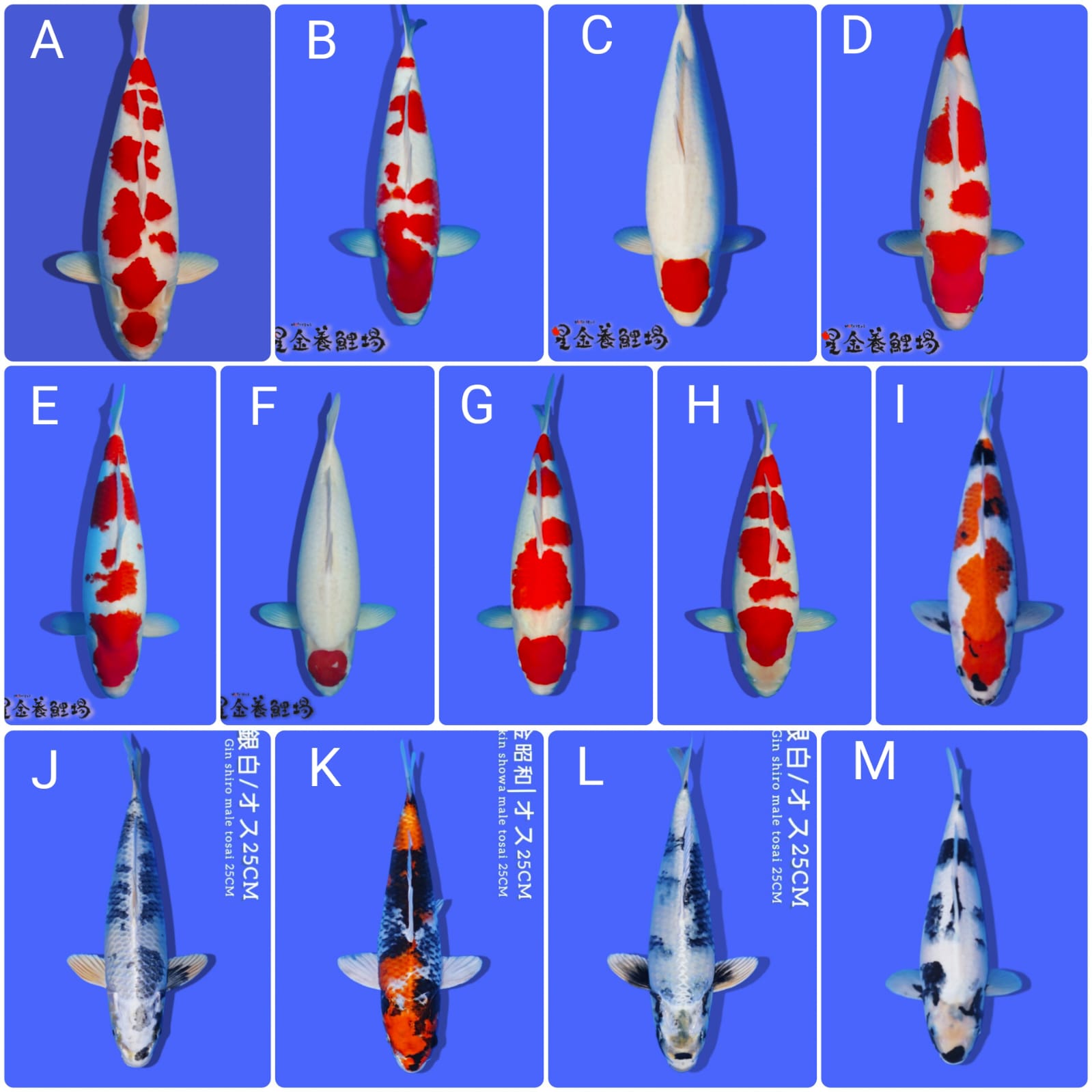 Lelang Koi Online, Jual Beli Ikan Koi, Pasar Koi Terbaik, Agen Lelang Koi, Penawaran Koi Berkualitas, Harga Jual Koi, Lelang Ikan Koi Import, Beli Koi Online, Jual Koi Murah, Koi Showroom, Penjual Koi Terpercaya, Lelang Koi Jakarta, Jual Koi Lokal, Koi Kualitas Unggul, Harga Terbaik Koi, Jual Koi Indukan, Lelang Ikan Hias Koi, Pasar Koi Indonesia, Beli Koi Berkualitas Tinggi, Koi Farm Terbesar, Jual Beli Koi Impor, Lelang Ikan Koi Kualitas Premium, Daftar Harga Koi Terbaru, Pusat Jual Beli Koi, Info Lelang Koi Hari Ini.