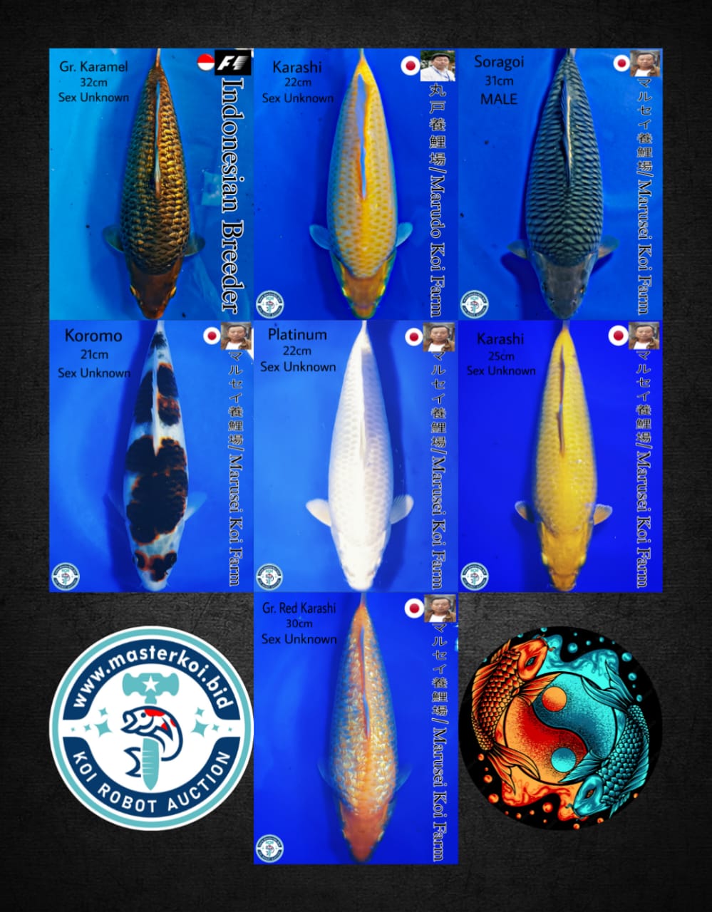 Lelang Koi Online, Jual Beli Ikan Koi, Pasar Koi Terbaik, Agen Lelang Koi, Penawaran Koi Berkualitas, Harga Jual Koi, Lelang Ikan Koi Import, Beli Koi Online, Jual Koi Murah, Koi Showroom, Penjual Koi Terpercaya, Lelang Koi Jakarta, Jual Koi Lokal, Koi Kualitas Unggul, Harga Terbaik Koi, Jual Koi Indukan, Lelang Ikan Hias Koi, Pasar Koi Indonesia, Beli Koi Berkualitas Tinggi, Koi Farm Terbesar, Jual Beli Koi Impor, Lelang Ikan Koi Kualitas Premium, Daftar Harga Koi Terbaru, Pusat Jual Beli Koi, Info Lelang Koi Hari Ini.