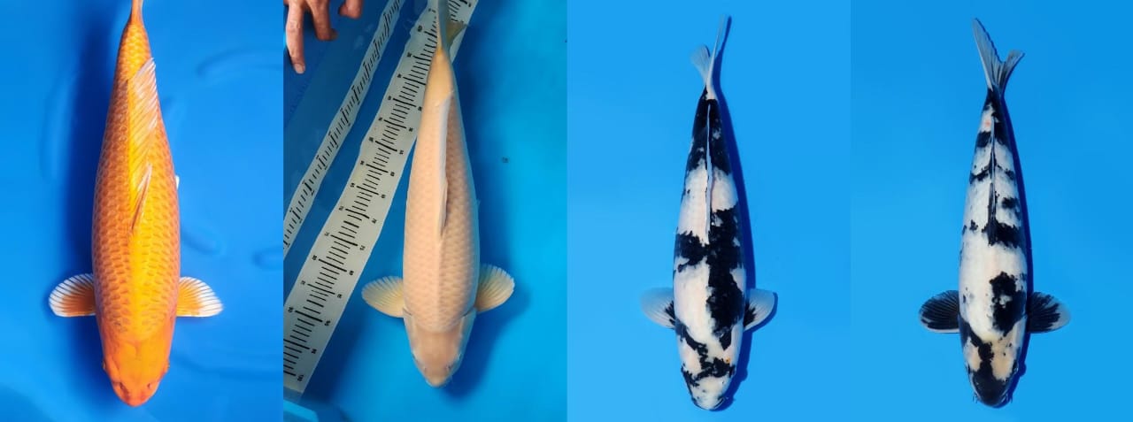 Lelang Koi Online, Jual Beli Ikan Koi, Pasar Koi Terbaik, Agen Lelang Koi, Penawaran Koi Berkualitas, Harga Jual Koi, Lelang Ikan Koi Import, Beli Koi Online, Jual Koi Murah, Koi Showroom, Penjual Koi Terpercaya, Lelang Koi Jakarta, Jual Koi Lokal, Koi Kualitas Unggul, Harga Terbaik Koi, Jual Koi Indukan, Lelang Ikan Hias Koi, Pasar Koi Indonesia, Beli Koi Berkualitas Tinggi, Koi Farm Terbesar, Jual Beli Koi Impor, Lelang Ikan Koi Kualitas Premium, Daftar Harga Koi Terbaru, Pusat Jual Beli Koi, Info Lelang Koi Hari Ini.