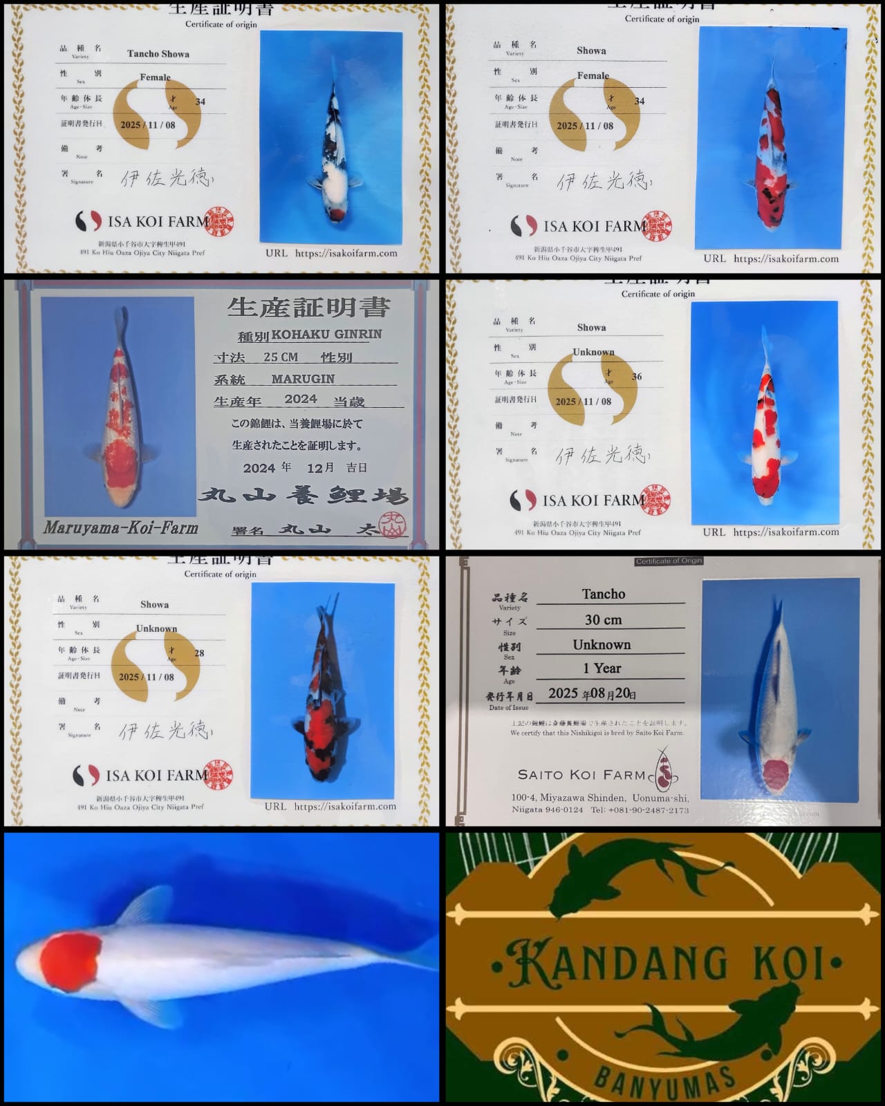 Lelang Koi Online, Jual Beli Ikan Koi, Pasar Koi Terbaik, Agen Lelang Koi, Penawaran Koi Berkualitas, Harga Jual Koi, Lelang Ikan Koi Import, Beli Koi Online, Jual Koi Murah, Koi Showroom, Penjual Koi Terpercaya, Lelang Koi Jakarta, Jual Koi Lokal, Koi Kualitas Unggul, Harga Terbaik Koi, Jual Koi Indukan, Lelang Ikan Hias Koi, Pasar Koi Indonesia, Beli Koi Berkualitas Tinggi, Koi Farm Terbesar, Jual Beli Koi Impor, Lelang Ikan Koi Kualitas Premium, Daftar Harga Koi Terbaru, Pusat Jual Beli Koi, Info Lelang Koi Hari Ini.