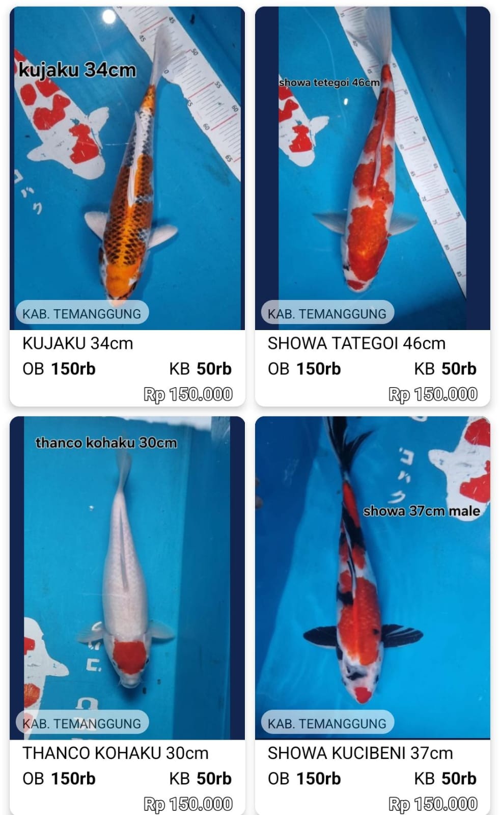 Lelang Koi Online, Jual Beli Ikan Koi, Pasar Koi Terbaik, Agen Lelang Koi, Penawaran Koi Berkualitas, Harga Jual Koi, Lelang Ikan Koi Import, Beli Koi Online, Jual Koi Murah, Koi Showroom, Penjual Koi Terpercaya, Lelang Koi Jakarta, Jual Koi Lokal, Koi Kualitas Unggul, Harga Terbaik Koi, Jual Koi Indukan, Lelang Ikan Hias Koi, Pasar Koi Indonesia, Beli Koi Berkualitas Tinggi, Koi Farm Terbesar, Jual Beli Koi Impor, Lelang Ikan Koi Kualitas Premium, Daftar Harga Koi Terbaru, Pusat Jual Beli Koi, Info Lelang Koi Hari Ini.