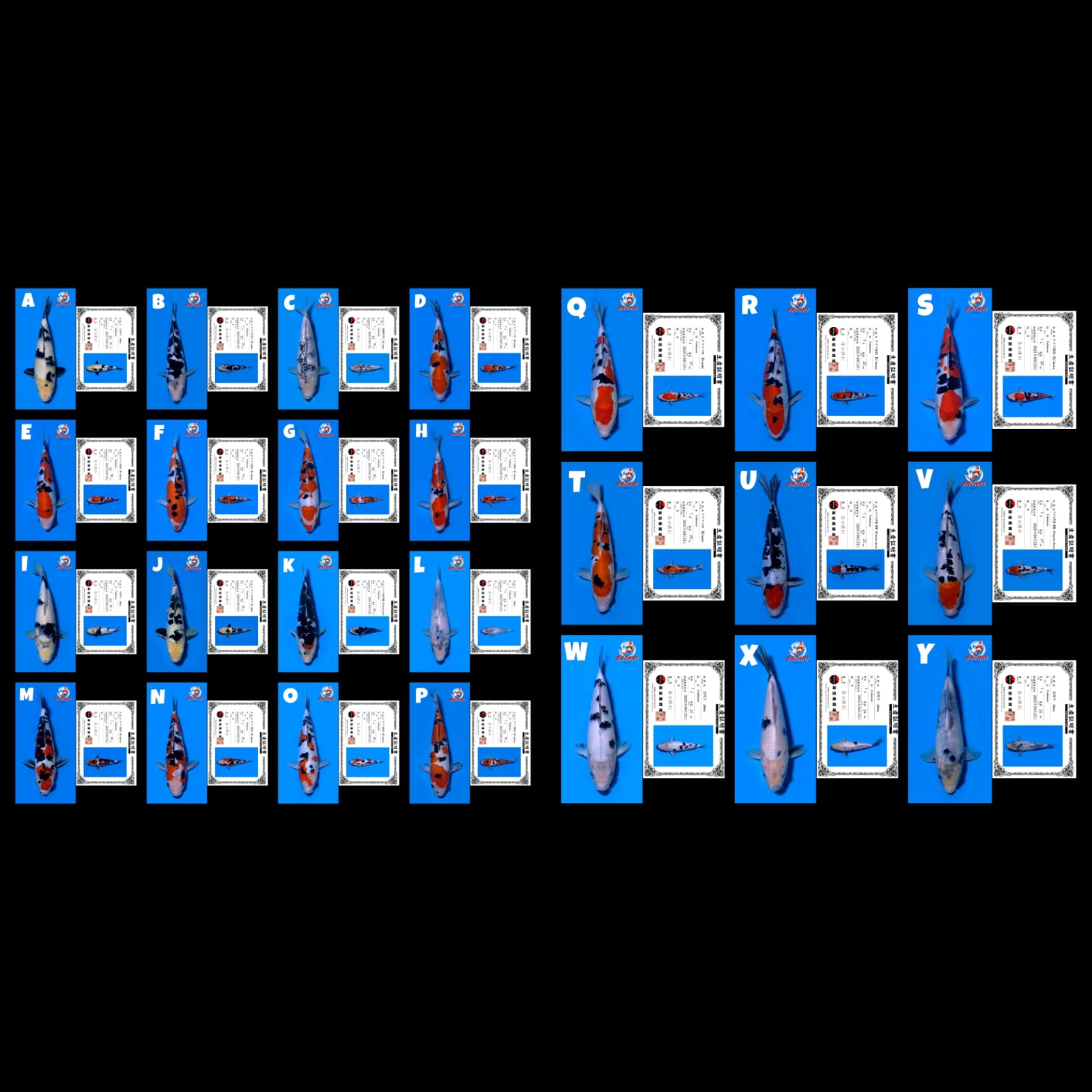 Lelang Koi Online, Jual Beli Ikan Koi, Pasar Koi Terbaik, Agen Lelang Koi, Penawaran Koi Berkualitas, Harga Jual Koi, Lelang Ikan Koi Import, Beli Koi Online, Jual Koi Murah, Koi Showroom, Penjual Koi Terpercaya, Lelang Koi Jakarta, Jual Koi Lokal, Koi Kualitas Unggul, Harga Terbaik Koi, Jual Koi Indukan, Lelang Ikan Hias Koi, Pasar Koi Indonesia, Beli Koi Berkualitas Tinggi, Koi Farm Terbesar, Jual Beli Koi Impor, Lelang Ikan Koi Kualitas Premium, Daftar Harga Koi Terbaru, Pusat Jual Beli Koi, Info Lelang Koi Hari Ini.