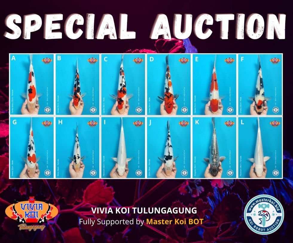 Lelang Koi Online, Jual Beli Ikan Koi, Pasar Koi Terbaik, Agen Lelang Koi, Penawaran Koi Berkualitas, Harga Jual Koi, Lelang Ikan Koi Import, Beli Koi Online, Jual Koi Murah, Koi Showroom, Penjual Koi Terpercaya, Lelang Koi Jakarta, Jual Koi Lokal, Koi Kualitas Unggul, Harga Terbaik Koi, Jual Koi Indukan, Lelang Ikan Hias Koi, Pasar Koi Indonesia, Beli Koi Berkualitas Tinggi, Koi Farm Terbesar, Jual Beli Koi Impor, Lelang Ikan Koi Kualitas Premium, Daftar Harga Koi Terbaru, Pusat Jual Beli Koi, Info Lelang Koi Hari Ini.