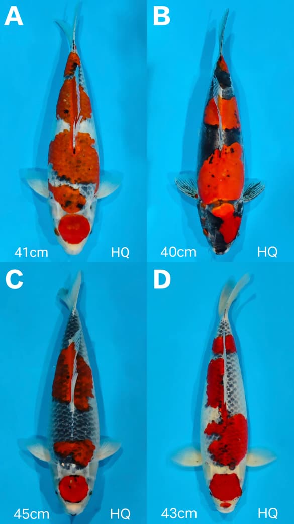 Lelang Koi Online, Jual Beli Ikan Koi, Pasar Koi Terbaik, Agen Lelang Koi, Penawaran Koi Berkualitas, Harga Jual Koi, Lelang Ikan Koi Import, Beli Koi Online, Jual Koi Murah, Koi Showroom, Penjual Koi Terpercaya, Lelang Koi Jakarta, Jual Koi Lokal, Koi Kualitas Unggul, Harga Terbaik Koi, Jual Koi Indukan, Lelang Ikan Hias Koi, Pasar Koi Indonesia, Beli Koi Berkualitas Tinggi, Koi Farm Terbesar, Jual Beli Koi Impor, Lelang Ikan Koi Kualitas Premium, Daftar Harga Koi Terbaru, Pusat Jual Beli Koi, Info Lelang Koi Hari Ini.