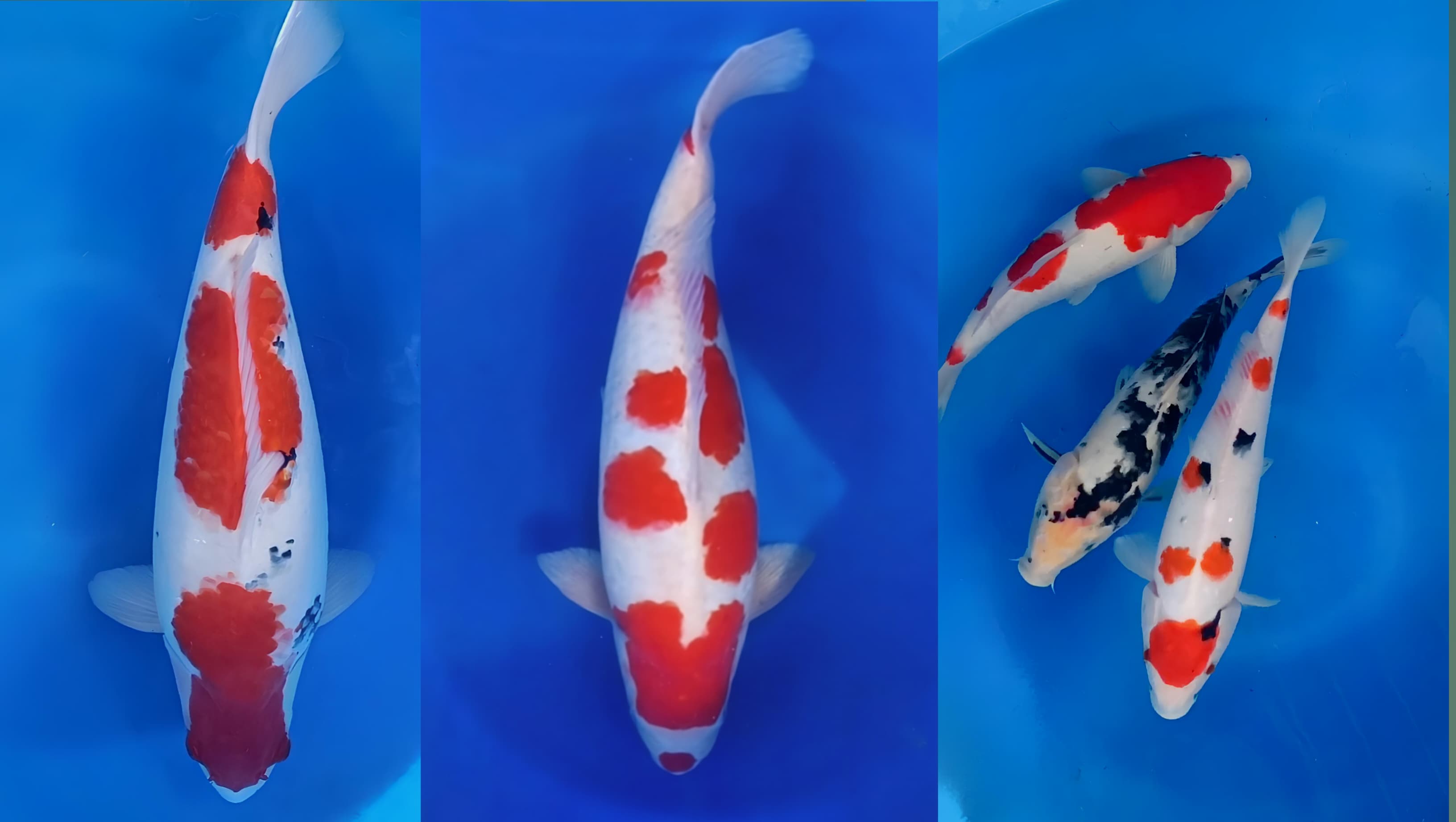 Lelang Koi Online, Jual Beli Ikan Koi, Pasar Koi Terbaik, Agen Lelang Koi, Penawaran Koi Berkualitas, Harga Jual Koi, Lelang Ikan Koi Import, Beli Koi Online, Jual Koi Murah, Koi Showroom, Penjual Koi Terpercaya, Lelang Koi Jakarta, Jual Koi Lokal, Koi Kualitas Unggul, Harga Terbaik Koi, Jual Koi Indukan, Lelang Ikan Hias Koi, Pasar Koi Indonesia, Beli Koi Berkualitas Tinggi, Koi Farm Terbesar, Jual Beli Koi Impor, Lelang Ikan Koi Kualitas Premium, Daftar Harga Koi Terbaru, Pusat Jual Beli Koi, Info Lelang Koi Hari Ini.