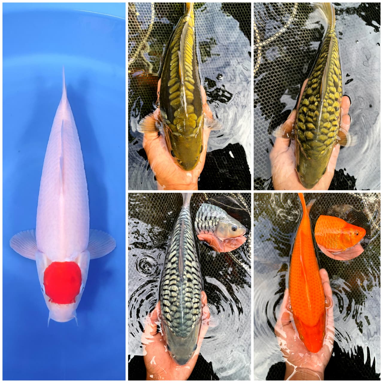 Lelang Koi Online, Jual Beli Ikan Koi, Pasar Koi Terbaik, Agen Lelang Koi, Penawaran Koi Berkualitas, Harga Jual Koi, Lelang Ikan Koi Import, Beli Koi Online, Jual Koi Murah, Koi Showroom, Penjual Koi Terpercaya, Lelang Koi Jakarta, Jual Koi Lokal, Koi Kualitas Unggul, Harga Terbaik Koi, Jual Koi Indukan, Lelang Ikan Hias Koi, Pasar Koi Indonesia, Beli Koi Berkualitas Tinggi, Koi Farm Terbesar, Jual Beli Koi Impor, Lelang Ikan Koi Kualitas Premium, Daftar Harga Koi Terbaru, Pusat Jual Beli Koi, Info Lelang Koi Hari Ini.