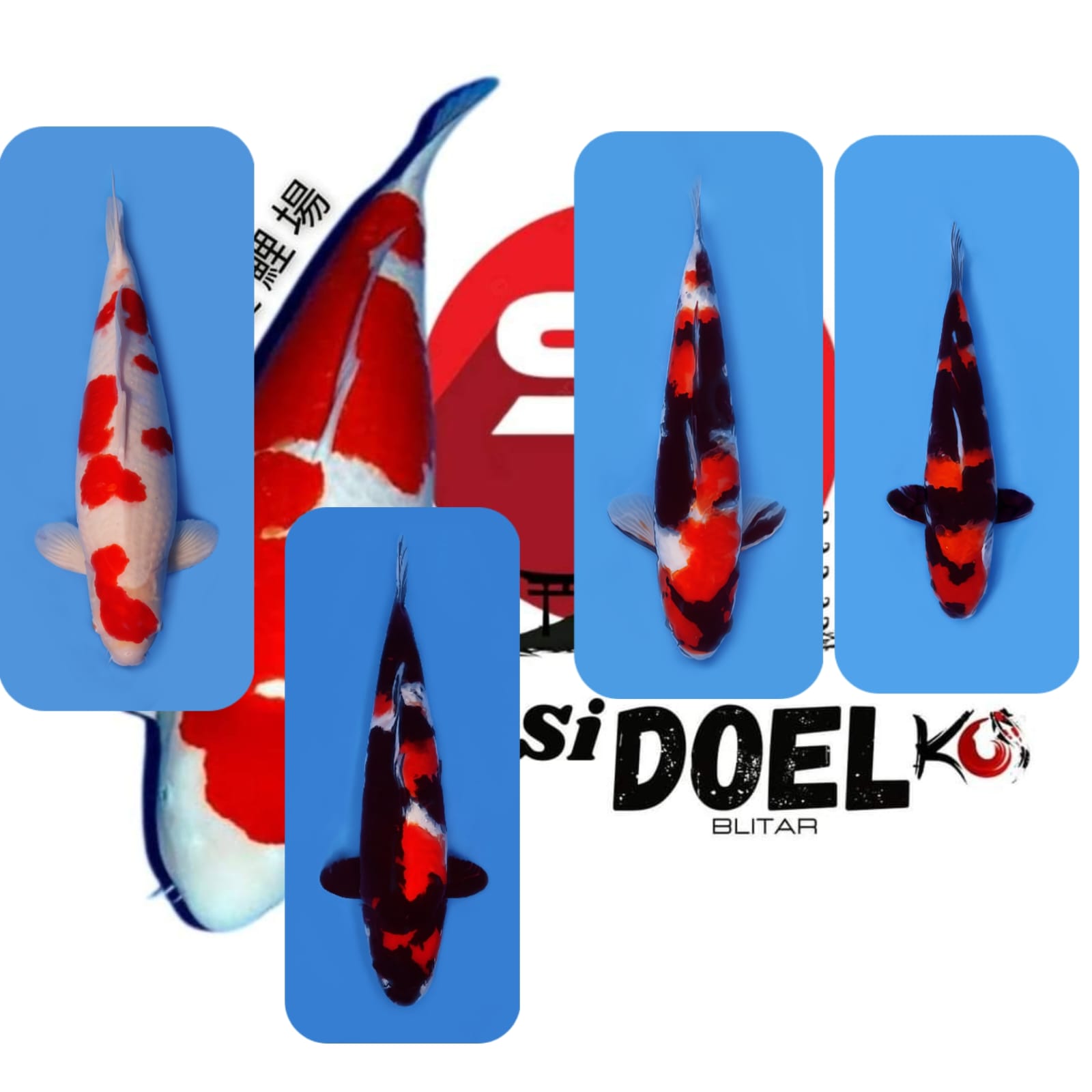 Lelang Koi Online, Jual Beli Ikan Koi, Pasar Koi Terbaik, Agen Lelang Koi, Penawaran Koi Berkualitas, Harga Jual Koi, Lelang Ikan Koi Import, Beli Koi Online, Jual Koi Murah, Koi Showroom, Penjual Koi Terpercaya, Lelang Koi Jakarta, Jual Koi Lokal, Koi Kualitas Unggul, Harga Terbaik Koi, Jual Koi Indukan, Lelang Ikan Hias Koi, Pasar Koi Indonesia, Beli Koi Berkualitas Tinggi, Koi Farm Terbesar, Jual Beli Koi Impor, Lelang Ikan Koi Kualitas Premium, Daftar Harga Koi Terbaru, Pusat Jual Beli Koi, Info Lelang Koi Hari Ini.