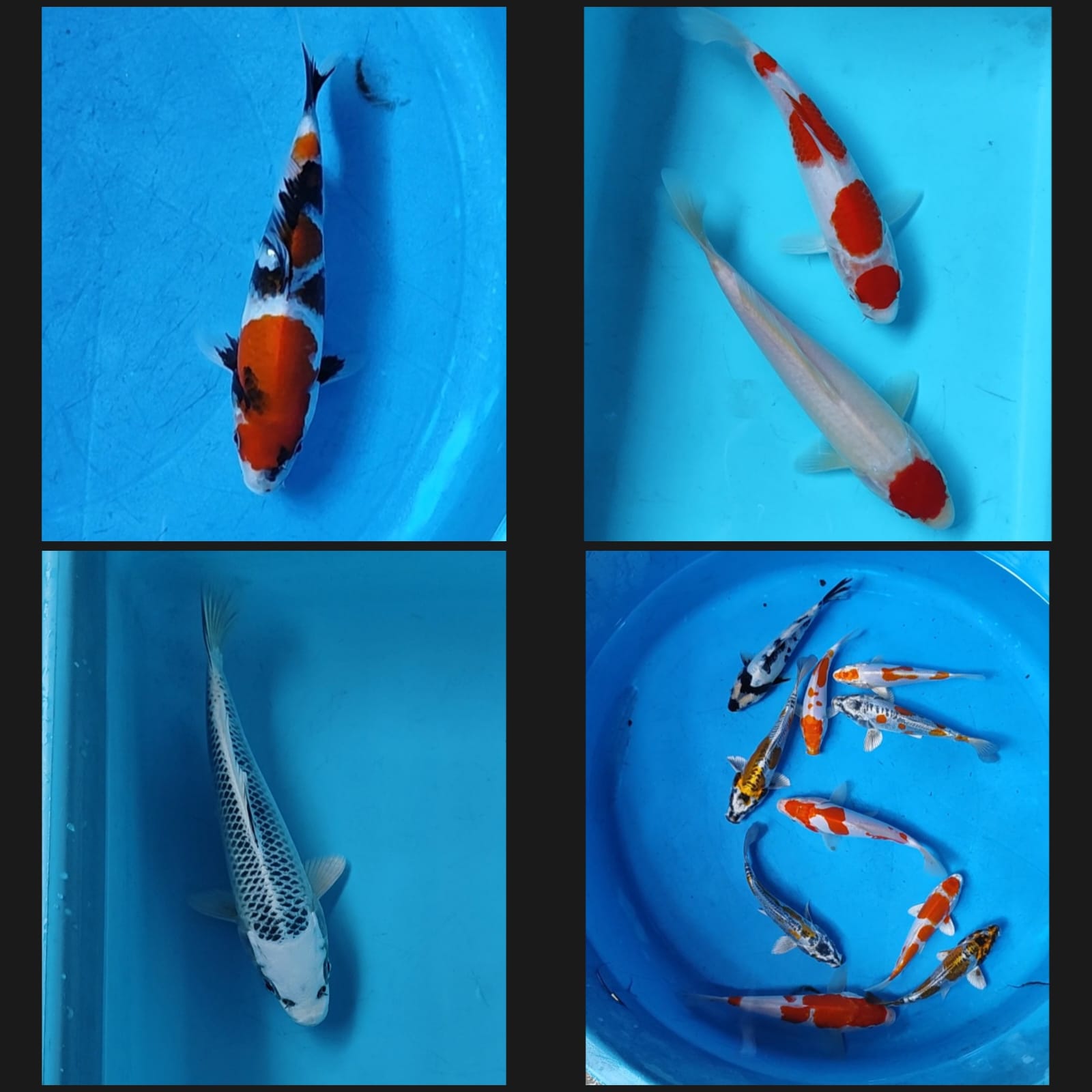 Lelang Koi Online, Jual Beli Ikan Koi, Pasar Koi Terbaik, Agen Lelang Koi, Penawaran Koi Berkualitas, Harga Jual Koi, Lelang Ikan Koi Import, Beli Koi Online, Jual Koi Murah, Koi Showroom, Penjual Koi Terpercaya, Lelang Koi Jakarta, Jual Koi Lokal, Koi Kualitas Unggul, Harga Terbaik Koi, Jual Koi Indukan, Lelang Ikan Hias Koi, Pasar Koi Indonesia, Beli Koi Berkualitas Tinggi, Koi Farm Terbesar, Jual Beli Koi Impor, Lelang Ikan Koi Kualitas Premium, Daftar Harga Koi Terbaru, Pusat Jual Beli Koi, Info Lelang Koi Hari Ini.