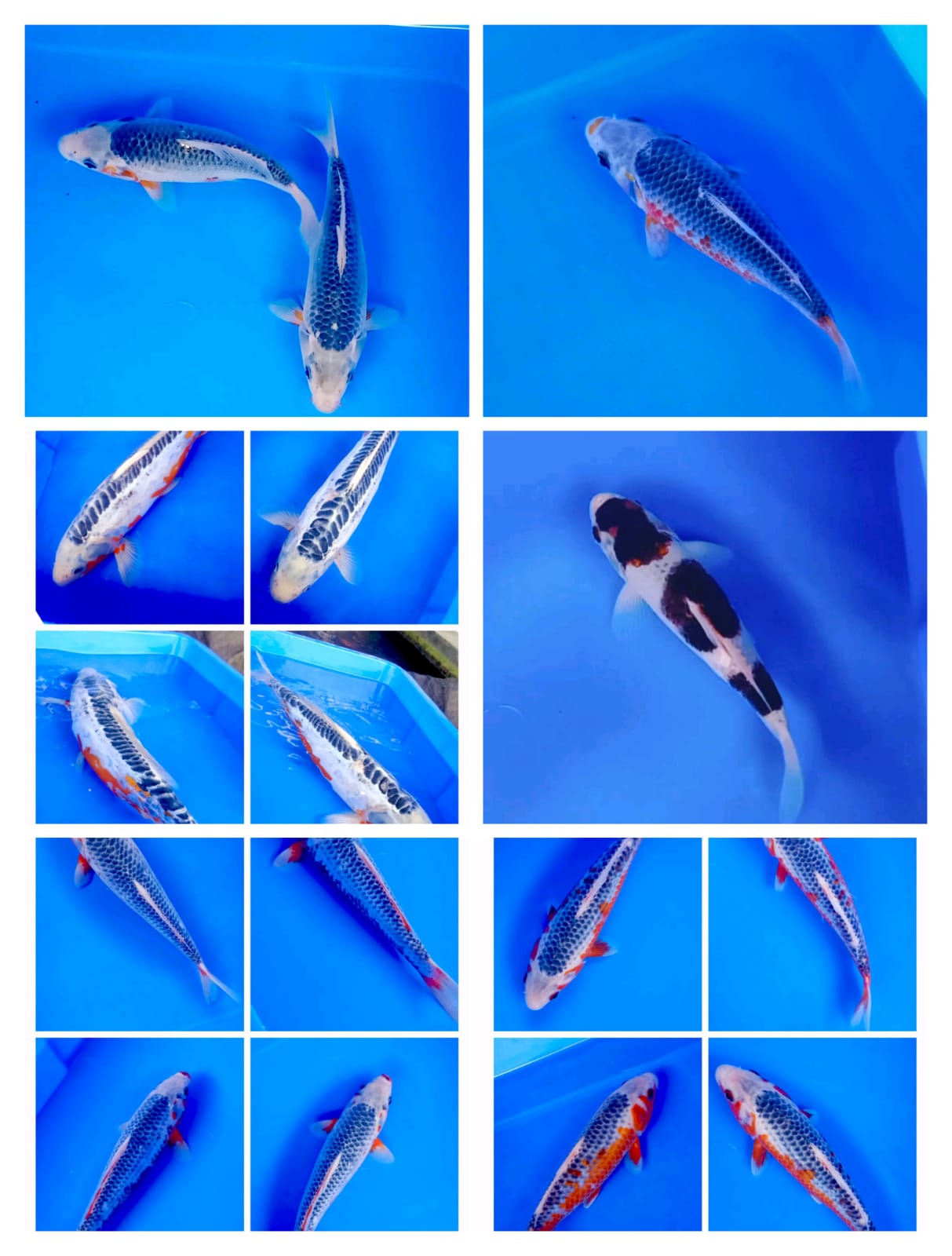 Lelang Koi Online, Jual Beli Ikan Koi, Pasar Koi Terbaik, Agen Lelang Koi, Penawaran Koi Berkualitas, Harga Jual Koi, Lelang Ikan Koi Import, Beli Koi Online, Jual Koi Murah, Koi Showroom, Penjual Koi Terpercaya, Lelang Koi Jakarta, Jual Koi Lokal, Koi Kualitas Unggul, Harga Terbaik Koi, Jual Koi Indukan, Lelang Ikan Hias Koi, Pasar Koi Indonesia, Beli Koi Berkualitas Tinggi, Koi Farm Terbesar, Jual Beli Koi Impor, Lelang Ikan Koi Kualitas Premium, Daftar Harga Koi Terbaru, Pusat Jual Beli Koi, Info Lelang Koi Hari Ini.