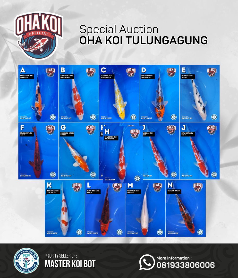 Lelang Koi Online, Jual Beli Ikan Koi, Pasar Koi Terbaik, Agen Lelang Koi, Penawaran Koi Berkualitas, Harga Jual Koi, Lelang Ikan Koi Import, Beli Koi Online, Jual Koi Murah, Koi Showroom, Penjual Koi Terpercaya, Lelang Koi Jakarta, Jual Koi Lokal, Koi Kualitas Unggul, Harga Terbaik Koi, Jual Koi Indukan, Lelang Ikan Hias Koi, Pasar Koi Indonesia, Beli Koi Berkualitas Tinggi, Koi Farm Terbesar, Jual Beli Koi Impor, Lelang Ikan Koi Kualitas Premium, Daftar Harga Koi Terbaru, Pusat Jual Beli Koi, Info Lelang Koi Hari Ini.