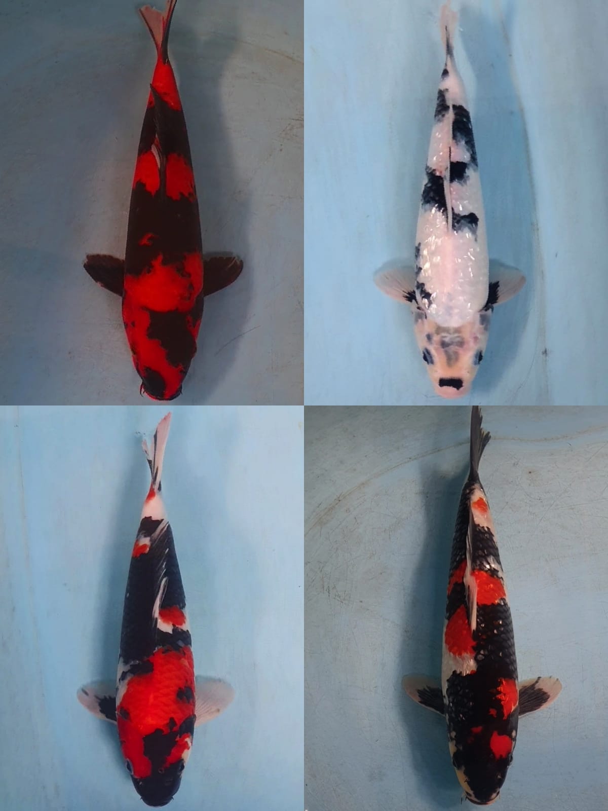 Lelang Koi Online, Jual Beli Ikan Koi, Pasar Koi Terbaik, Agen Lelang Koi, Penawaran Koi Berkualitas, Harga Jual Koi, Lelang Ikan Koi Import, Beli Koi Online, Jual Koi Murah, Koi Showroom, Penjual Koi Terpercaya, Lelang Koi Jakarta, Jual Koi Lokal, Koi Kualitas Unggul, Harga Terbaik Koi, Jual Koi Indukan, Lelang Ikan Hias Koi, Pasar Koi Indonesia, Beli Koi Berkualitas Tinggi, Koi Farm Terbesar, Jual Beli Koi Impor, Lelang Ikan Koi Kualitas Premium, Daftar Harga Koi Terbaru, Pusat Jual Beli Koi, Info Lelang Koi Hari Ini.