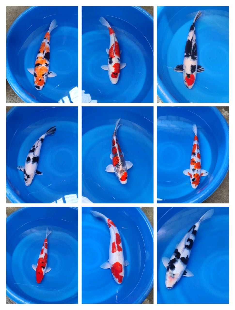 Lelang Koi Online, Jual Beli Ikan Koi, Pasar Koi Terbaik, Agen Lelang Koi, Penawaran Koi Berkualitas, Harga Jual Koi, Lelang Ikan Koi Import, Beli Koi Online, Jual Koi Murah, Koi Showroom, Penjual Koi Terpercaya, Lelang Koi Jakarta, Jual Koi Lokal, Koi Kualitas Unggul, Harga Terbaik Koi, Jual Koi Indukan, Lelang Ikan Hias Koi, Pasar Koi Indonesia, Beli Koi Berkualitas Tinggi, Koi Farm Terbesar, Jual Beli Koi Impor, Lelang Ikan Koi Kualitas Premium, Daftar Harga Koi Terbaru, Pusat Jual Beli Koi, Info Lelang Koi Hari Ini.