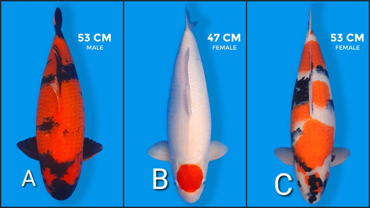 Lelang Koi Online, Jual Beli Ikan Koi, Pasar Koi Terbaik, Agen Lelang Koi, Penawaran Koi Berkualitas, Harga Jual Koi, Lelang Ikan Koi Import, Beli Koi Online, Jual Koi Murah, Koi Showroom, Penjual Koi Terpercaya, Lelang Koi Jakarta, Jual Koi Lokal, Koi Kualitas Unggul, Harga Terbaik Koi, Jual Koi Indukan, Lelang Ikan Hias Koi, Pasar Koi Indonesia, Beli Koi Berkualitas Tinggi, Koi Farm Terbesar, Jual Beli Koi Impor, Lelang Ikan Koi Kualitas Premium, Daftar Harga Koi Terbaru, Pusat Jual Beli Koi, Info Lelang Koi Hari Ini.