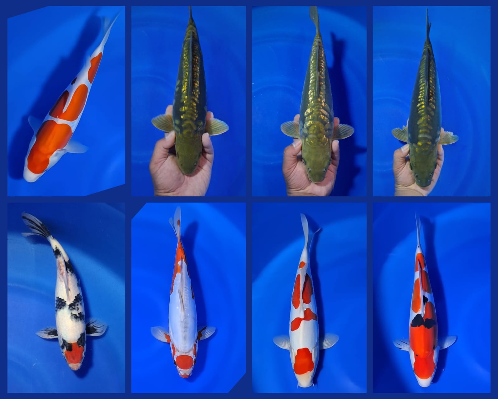 Lelang Koi Online, Jual Beli Ikan Koi, Pasar Koi Terbaik, Agen Lelang Koi, Penawaran Koi Berkualitas, Harga Jual Koi, Lelang Ikan Koi Import, Beli Koi Online, Jual Koi Murah, Koi Showroom, Penjual Koi Terpercaya, Lelang Koi Jakarta, Jual Koi Lokal, Koi Kualitas Unggul, Harga Terbaik Koi, Jual Koi Indukan, Lelang Ikan Hias Koi, Pasar Koi Indonesia, Beli Koi Berkualitas Tinggi, Koi Farm Terbesar, Jual Beli Koi Impor, Lelang Ikan Koi Kualitas Premium, Daftar Harga Koi Terbaru, Pusat Jual Beli Koi, Info Lelang Koi Hari Ini.