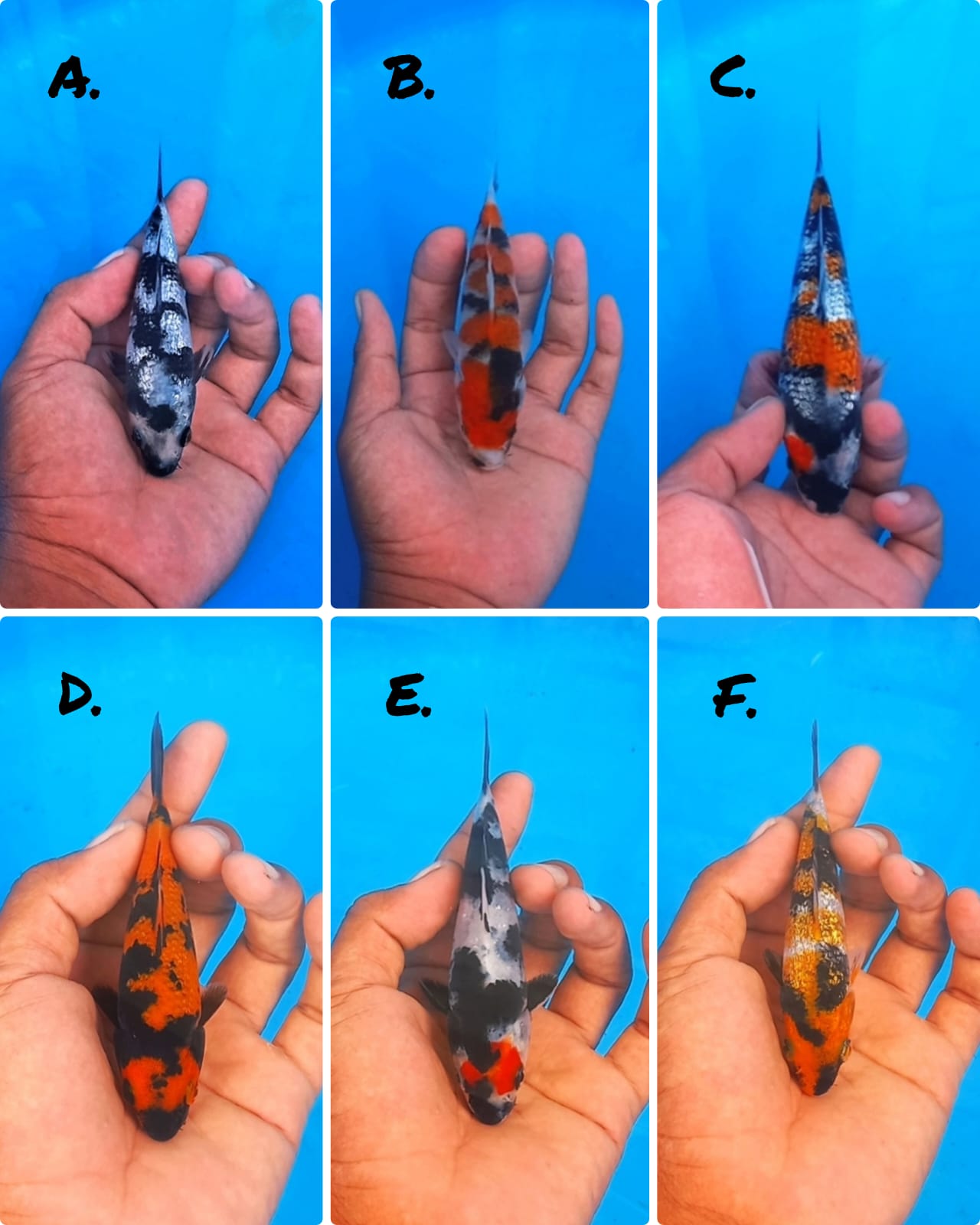 Lelang Koi Online, Jual Beli Ikan Koi, Pasar Koi Terbaik, Agen Lelang Koi, Penawaran Koi Berkualitas, Harga Jual Koi, Lelang Ikan Koi Import, Beli Koi Online, Jual Koi Murah, Koi Showroom, Penjual Koi Terpercaya, Lelang Koi Jakarta, Jual Koi Lokal, Koi Kualitas Unggul, Harga Terbaik Koi, Jual Koi Indukan, Lelang Ikan Hias Koi, Pasar Koi Indonesia, Beli Koi Berkualitas Tinggi, Koi Farm Terbesar, Jual Beli Koi Impor, Lelang Ikan Koi Kualitas Premium, Daftar Harga Koi Terbaru, Pusat Jual Beli Koi, Info Lelang Koi Hari Ini.