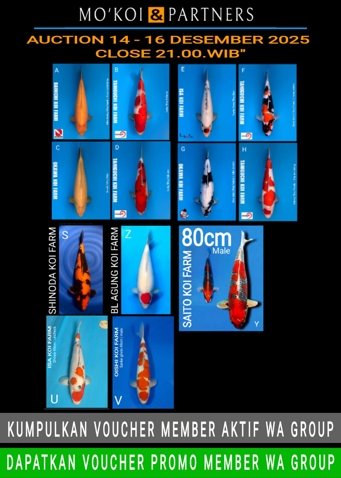 Lelang Koi Online, Jual Beli Ikan Koi, Pasar Koi Terbaik, Agen Lelang Koi, Penawaran Koi Berkualitas, Harga Jual Koi, Lelang Ikan Koi Import, Beli Koi Online, Jual Koi Murah, Koi Showroom, Penjual Koi Terpercaya, Lelang Koi Jakarta, Jual Koi Lokal, Koi Kualitas Unggul, Harga Terbaik Koi, Jual Koi Indukan, Lelang Ikan Hias Koi, Pasar Koi Indonesia, Beli Koi Berkualitas Tinggi, Koi Farm Terbesar, Jual Beli Koi Impor, Lelang Ikan Koi Kualitas Premium, Daftar Harga Koi Terbaru, Pusat Jual Beli Koi, Info Lelang Koi Hari Ini.