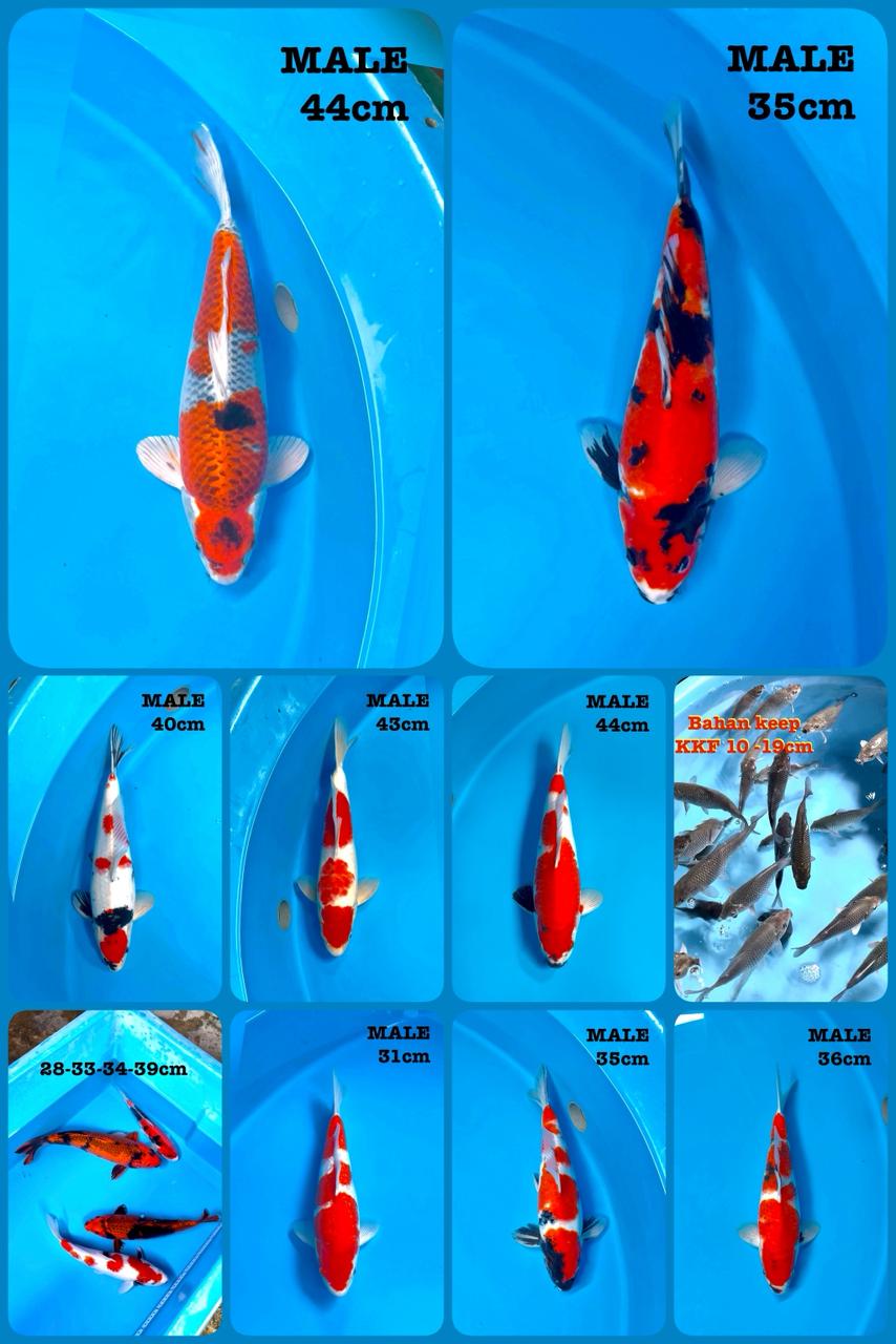 Lelang Koi Online, Jual Beli Ikan Koi, Pasar Koi Terbaik, Agen Lelang Koi, Penawaran Koi Berkualitas, Harga Jual Koi, Lelang Ikan Koi Import, Beli Koi Online, Jual Koi Murah, Koi Showroom, Penjual Koi Terpercaya, Lelang Koi Jakarta, Jual Koi Lokal, Koi Kualitas Unggul, Harga Terbaik Koi, Jual Koi Indukan, Lelang Ikan Hias Koi, Pasar Koi Indonesia, Beli Koi Berkualitas Tinggi, Koi Farm Terbesar, Jual Beli Koi Impor, Lelang Ikan Koi Kualitas Premium, Daftar Harga Koi Terbaru, Pusat Jual Beli Koi, Info Lelang Koi Hari Ini.
