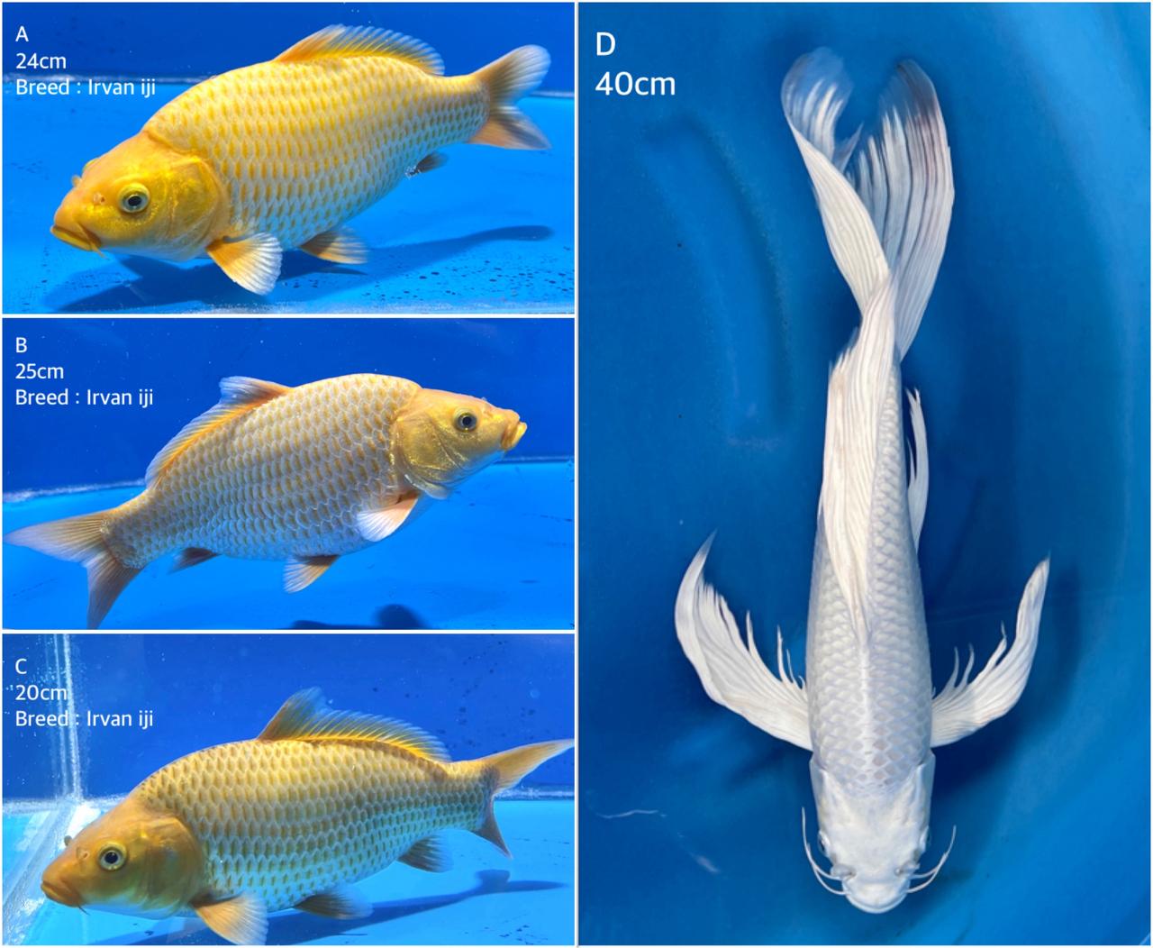 Lelang Koi Online, Jual Beli Ikan Koi, Pasar Koi Terbaik, Agen Lelang Koi, Penawaran Koi Berkualitas, Harga Jual Koi, Lelang Ikan Koi Import, Beli Koi Online, Jual Koi Murah, Koi Showroom, Penjual Koi Terpercaya, Lelang Koi Jakarta, Jual Koi Lokal, Koi Kualitas Unggul, Harga Terbaik Koi, Jual Koi Indukan, Lelang Ikan Hias Koi, Pasar Koi Indonesia, Beli Koi Berkualitas Tinggi, Koi Farm Terbesar, Jual Beli Koi Impor, Lelang Ikan Koi Kualitas Premium, Daftar Harga Koi Terbaru, Pusat Jual Beli Koi, Info Lelang Koi Hari Ini.