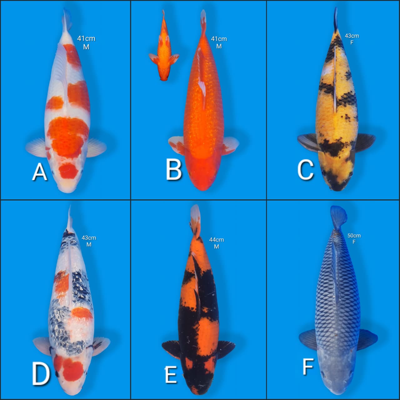 Lelang Koi Online, Jual Beli Ikan Koi, Pasar Koi Terbaik, Agen Lelang Koi, Penawaran Koi Berkualitas, Harga Jual Koi, Lelang Ikan Koi Import, Beli Koi Online, Jual Koi Murah, Koi Showroom, Penjual Koi Terpercaya, Lelang Koi Jakarta, Jual Koi Lokal, Koi Kualitas Unggul, Harga Terbaik Koi, Jual Koi Indukan, Lelang Ikan Hias Koi, Pasar Koi Indonesia, Beli Koi Berkualitas Tinggi, Koi Farm Terbesar, Jual Beli Koi Impor, Lelang Ikan Koi Kualitas Premium, Daftar Harga Koi Terbaru, Pusat Jual Beli Koi, Info Lelang Koi Hari Ini.