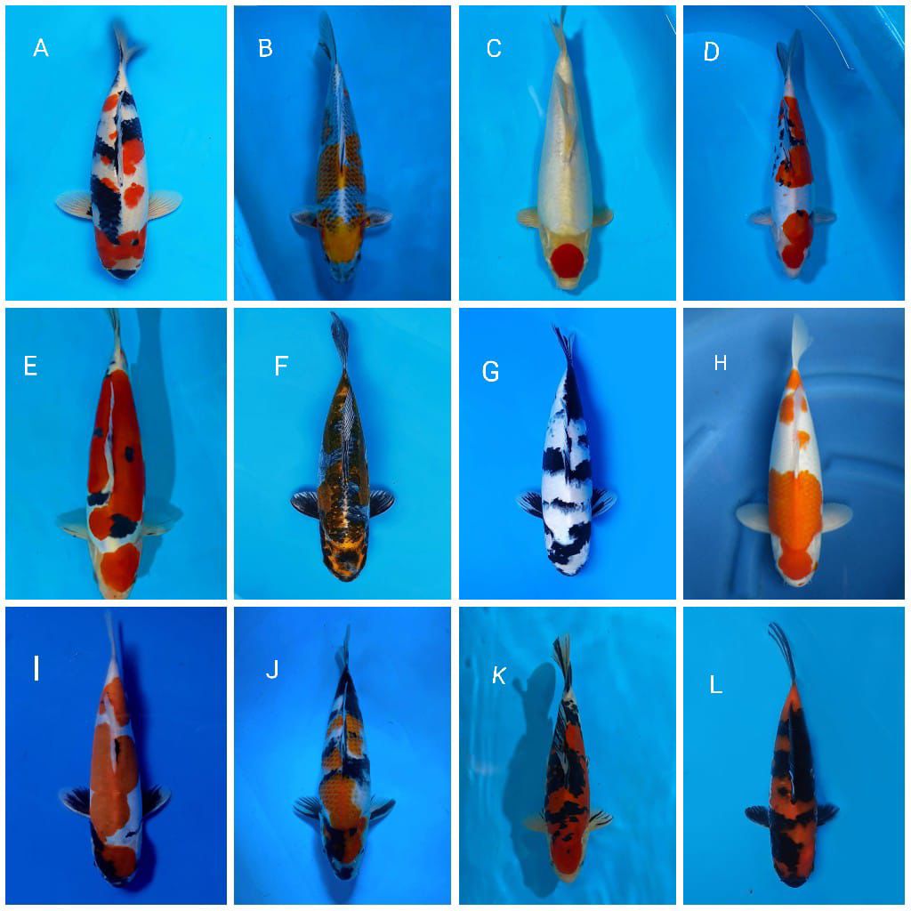 Lelang Koi Online, Jual Beli Ikan Koi, Pasar Koi Terbaik, Agen Lelang Koi, Penawaran Koi Berkualitas, Harga Jual Koi, Lelang Ikan Koi Import, Beli Koi Online, Jual Koi Murah, Koi Showroom, Penjual Koi Terpercaya, Lelang Koi Jakarta, Jual Koi Lokal, Koi Kualitas Unggul, Harga Terbaik Koi, Jual Koi Indukan, Lelang Ikan Hias Koi, Pasar Koi Indonesia, Beli Koi Berkualitas Tinggi, Koi Farm Terbesar, Jual Beli Koi Impor, Lelang Ikan Koi Kualitas Premium, Daftar Harga Koi Terbaru, Pusat Jual Beli Koi, Info Lelang Koi Hari Ini.
