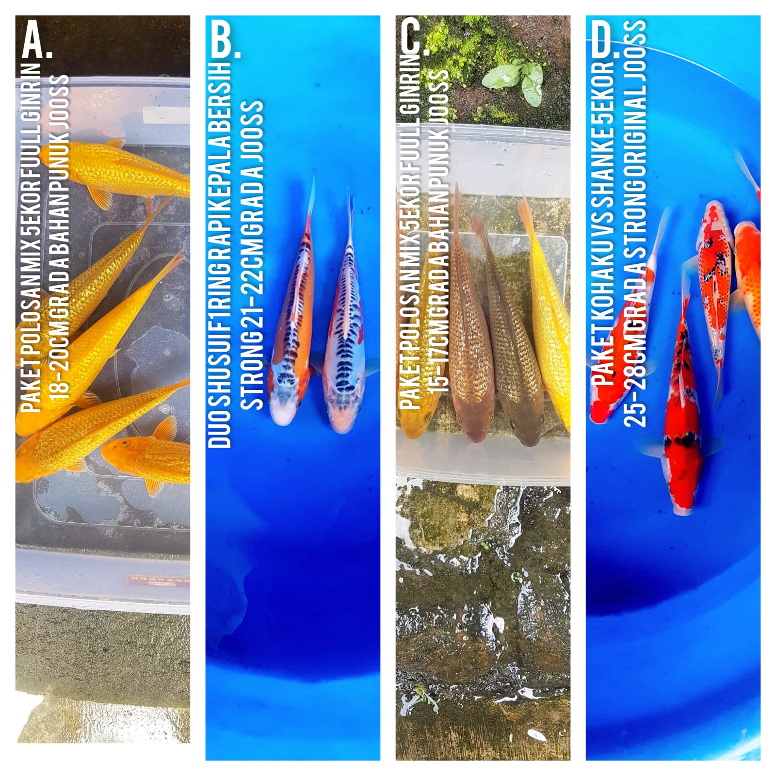 Lelang Koi Online, Jual Beli Ikan Koi, Pasar Koi Terbaik, Agen Lelang Koi, Penawaran Koi Berkualitas, Harga Jual Koi, Lelang Ikan Koi Import, Beli Koi Online, Jual Koi Murah, Koi Showroom, Penjual Koi Terpercaya, Lelang Koi Jakarta, Jual Koi Lokal, Koi Kualitas Unggul, Harga Terbaik Koi, Jual Koi Indukan, Lelang Ikan Hias Koi, Pasar Koi Indonesia, Beli Koi Berkualitas Tinggi, Koi Farm Terbesar, Jual Beli Koi Impor, Lelang Ikan Koi Kualitas Premium, Daftar Harga Koi Terbaru, Pusat Jual Beli Koi, Info Lelang Koi Hari Ini.