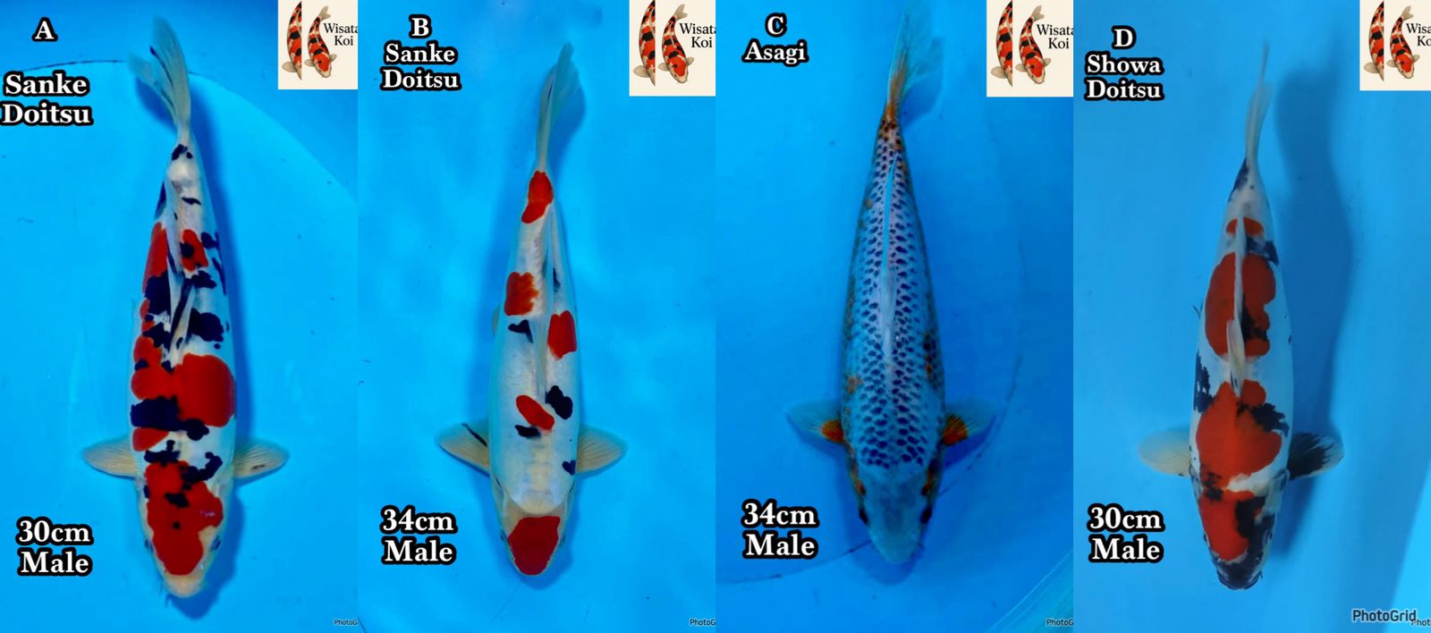 Lelang Koi Online, Jual Beli Ikan Koi, Pasar Koi Terbaik, Agen Lelang Koi, Penawaran Koi Berkualitas, Harga Jual Koi, Lelang Ikan Koi Import, Beli Koi Online, Jual Koi Murah, Koi Showroom, Penjual Koi Terpercaya, Lelang Koi Jakarta, Jual Koi Lokal, Koi Kualitas Unggul, Harga Terbaik Koi, Jual Koi Indukan, Lelang Ikan Hias Koi, Pasar Koi Indonesia, Beli Koi Berkualitas Tinggi, Koi Farm Terbesar, Jual Beli Koi Impor, Lelang Ikan Koi Kualitas Premium, Daftar Harga Koi Terbaru, Pusat Jual Beli Koi, Info Lelang Koi Hari Ini.