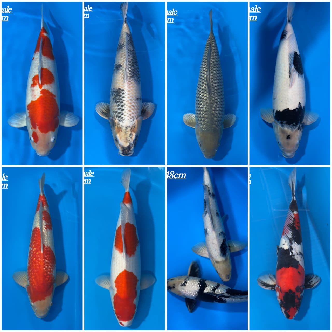 Lelang Koi Online, Jual Beli Ikan Koi, Pasar Koi Terbaik, Agen Lelang Koi, Penawaran Koi Berkualitas, Harga Jual Koi, Lelang Ikan Koi Import, Beli Koi Online, Jual Koi Murah, Koi Showroom, Penjual Koi Terpercaya, Lelang Koi Jakarta, Jual Koi Lokal, Koi Kualitas Unggul, Harga Terbaik Koi, Jual Koi Indukan, Lelang Ikan Hias Koi, Pasar Koi Indonesia, Beli Koi Berkualitas Tinggi, Koi Farm Terbesar, Jual Beli Koi Impor, Lelang Ikan Koi Kualitas Premium, Daftar Harga Koi Terbaru, Pusat Jual Beli Koi, Info Lelang Koi Hari Ini.
