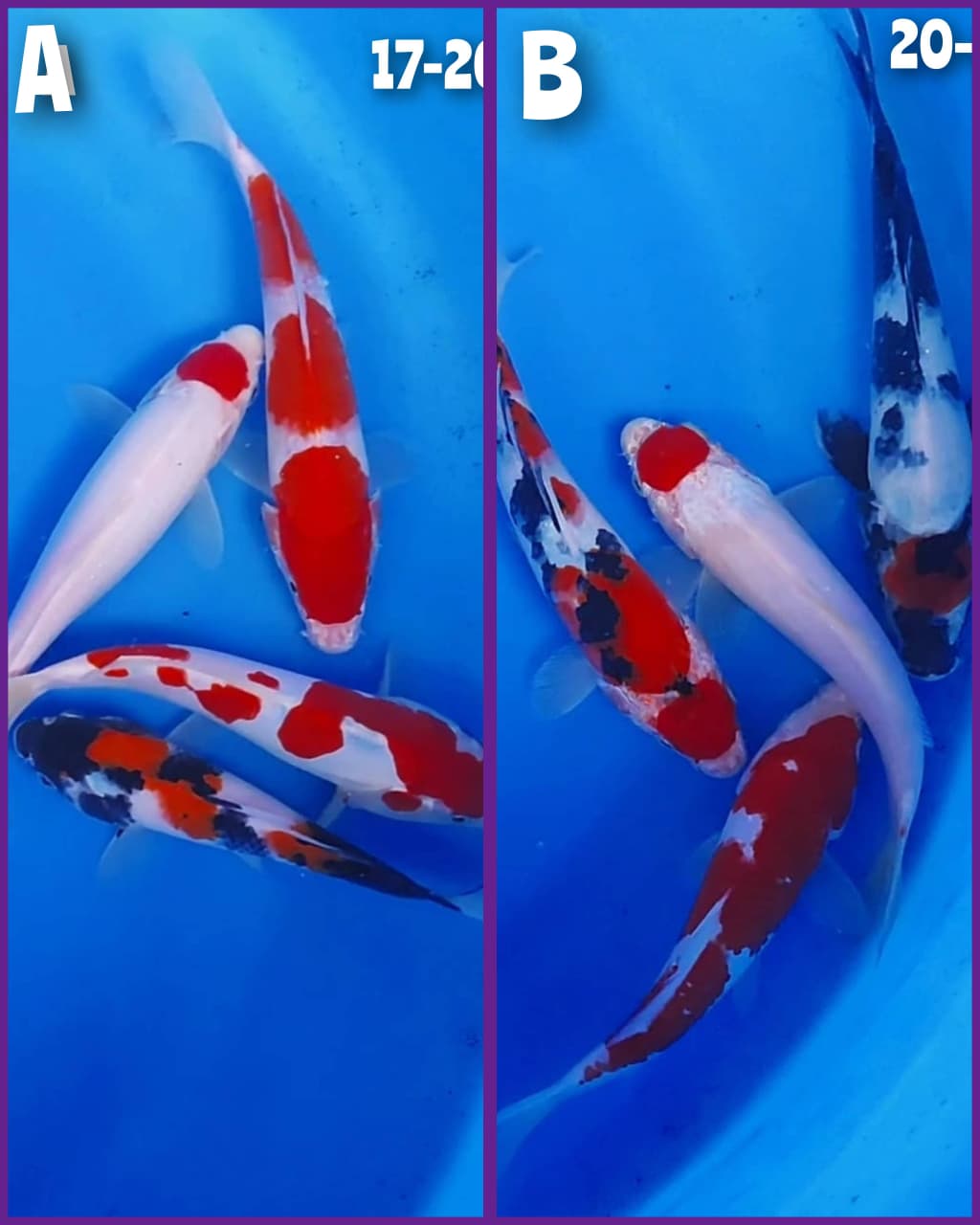 Lelang Koi Online, Jual Beli Ikan Koi, Pasar Koi Terbaik, Agen Lelang Koi, Penawaran Koi Berkualitas, Harga Jual Koi, Lelang Ikan Koi Import, Beli Koi Online, Jual Koi Murah, Koi Showroom, Penjual Koi Terpercaya, Lelang Koi Jakarta, Jual Koi Lokal, Koi Kualitas Unggul, Harga Terbaik Koi, Jual Koi Indukan, Lelang Ikan Hias Koi, Pasar Koi Indonesia, Beli Koi Berkualitas Tinggi, Koi Farm Terbesar, Jual Beli Koi Impor, Lelang Ikan Koi Kualitas Premium, Daftar Harga Koi Terbaru, Pusat Jual Beli Koi, Info Lelang Koi Hari Ini.