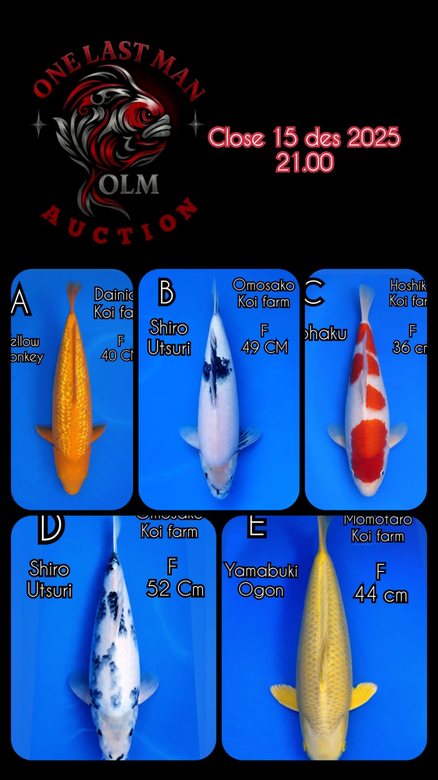 Lelang Koi Online, Jual Beli Ikan Koi, Pasar Koi Terbaik, Agen Lelang Koi, Penawaran Koi Berkualitas, Harga Jual Koi, Lelang Ikan Koi Import, Beli Koi Online, Jual Koi Murah, Koi Showroom, Penjual Koi Terpercaya, Lelang Koi Jakarta, Jual Koi Lokal, Koi Kualitas Unggul, Harga Terbaik Koi, Jual Koi Indukan, Lelang Ikan Hias Koi, Pasar Koi Indonesia, Beli Koi Berkualitas Tinggi, Koi Farm Terbesar, Jual Beli Koi Impor, Lelang Ikan Koi Kualitas Premium, Daftar Harga Koi Terbaru, Pusat Jual Beli Koi, Info Lelang Koi Hari Ini.
