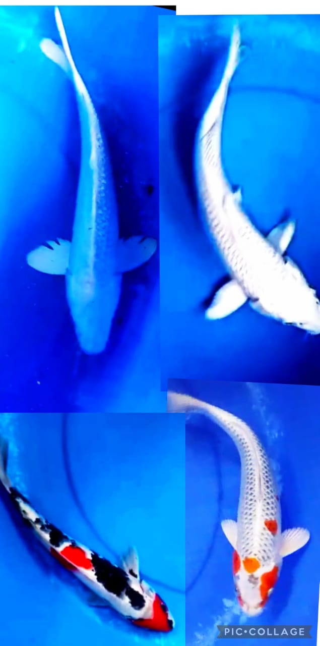 Lelang Koi Online, Jual Beli Ikan Koi, Pasar Koi Terbaik, Agen Lelang Koi, Penawaran Koi Berkualitas, Harga Jual Koi, Lelang Ikan Koi Import, Beli Koi Online, Jual Koi Murah, Koi Showroom, Penjual Koi Terpercaya, Lelang Koi Jakarta, Jual Koi Lokal, Koi Kualitas Unggul, Harga Terbaik Koi, Jual Koi Indukan, Lelang Ikan Hias Koi, Pasar Koi Indonesia, Beli Koi Berkualitas Tinggi, Koi Farm Terbesar, Jual Beli Koi Impor, Lelang Ikan Koi Kualitas Premium, Daftar Harga Koi Terbaru, Pusat Jual Beli Koi, Info Lelang Koi Hari Ini.