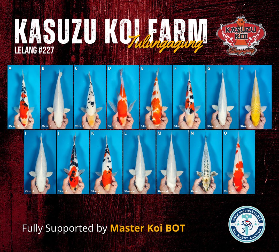 Lelang Koi Online, Jual Beli Ikan Koi, Pasar Koi Terbaik, Agen Lelang Koi, Penawaran Koi Berkualitas, Harga Jual Koi, Lelang Ikan Koi Import, Beli Koi Online, Jual Koi Murah, Koi Showroom, Penjual Koi Terpercaya, Lelang Koi Jakarta, Jual Koi Lokal, Koi Kualitas Unggul, Harga Terbaik Koi, Jual Koi Indukan, Lelang Ikan Hias Koi, Pasar Koi Indonesia, Beli Koi Berkualitas Tinggi, Koi Farm Terbesar, Jual Beli Koi Impor, Lelang Ikan Koi Kualitas Premium, Daftar Harga Koi Terbaru, Pusat Jual Beli Koi, Info Lelang Koi Hari Ini.