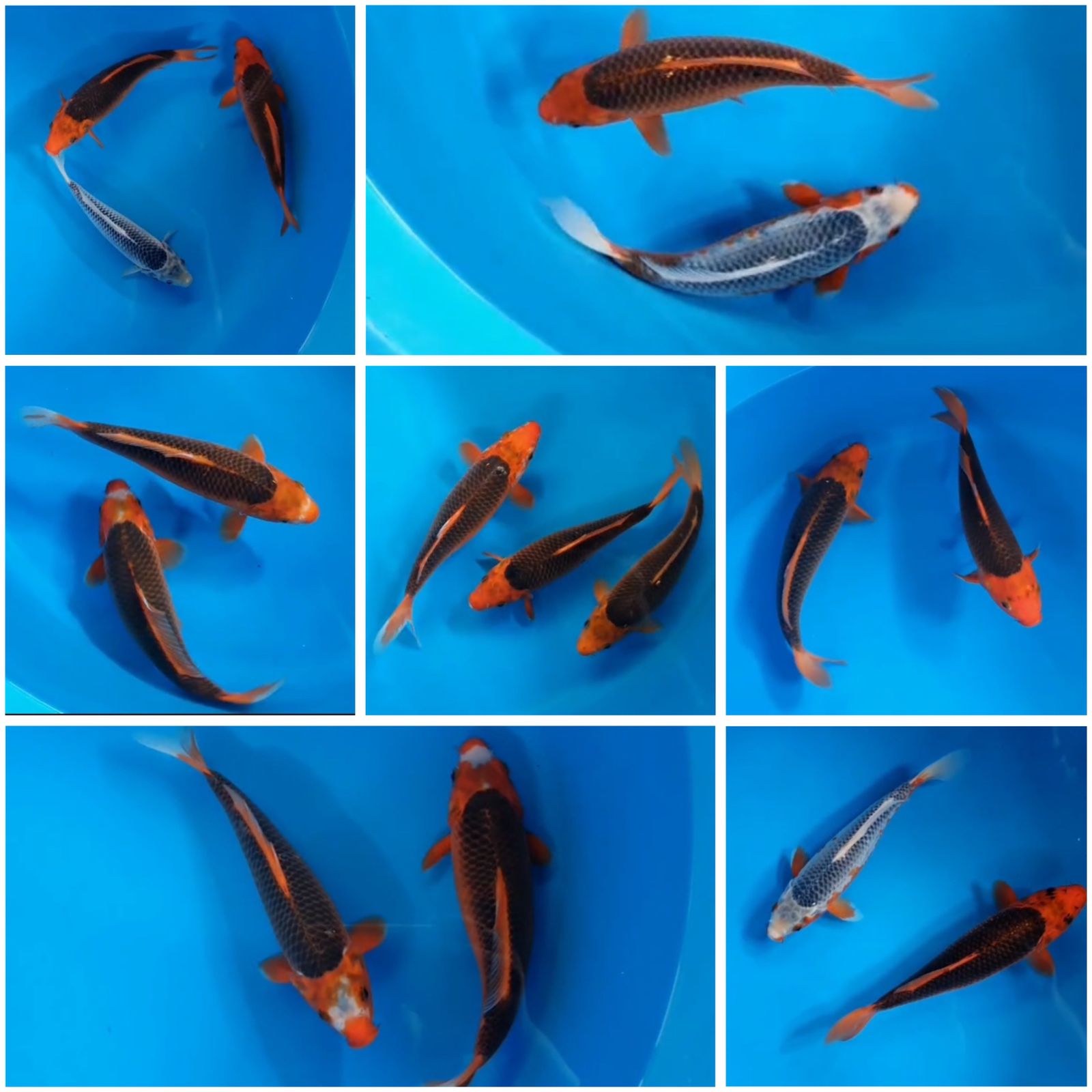 Lelang Koi Online, Jual Beli Ikan Koi, Pasar Koi Terbaik, Agen Lelang Koi, Penawaran Koi Berkualitas, Harga Jual Koi, Lelang Ikan Koi Import, Beli Koi Online, Jual Koi Murah, Koi Showroom, Penjual Koi Terpercaya, Lelang Koi Jakarta, Jual Koi Lokal, Koi Kualitas Unggul, Harga Terbaik Koi, Jual Koi Indukan, Lelang Ikan Hias Koi, Pasar Koi Indonesia, Beli Koi Berkualitas Tinggi, Koi Farm Terbesar, Jual Beli Koi Impor, Lelang Ikan Koi Kualitas Premium, Daftar Harga Koi Terbaru, Pusat Jual Beli Koi, Info Lelang Koi Hari Ini.
