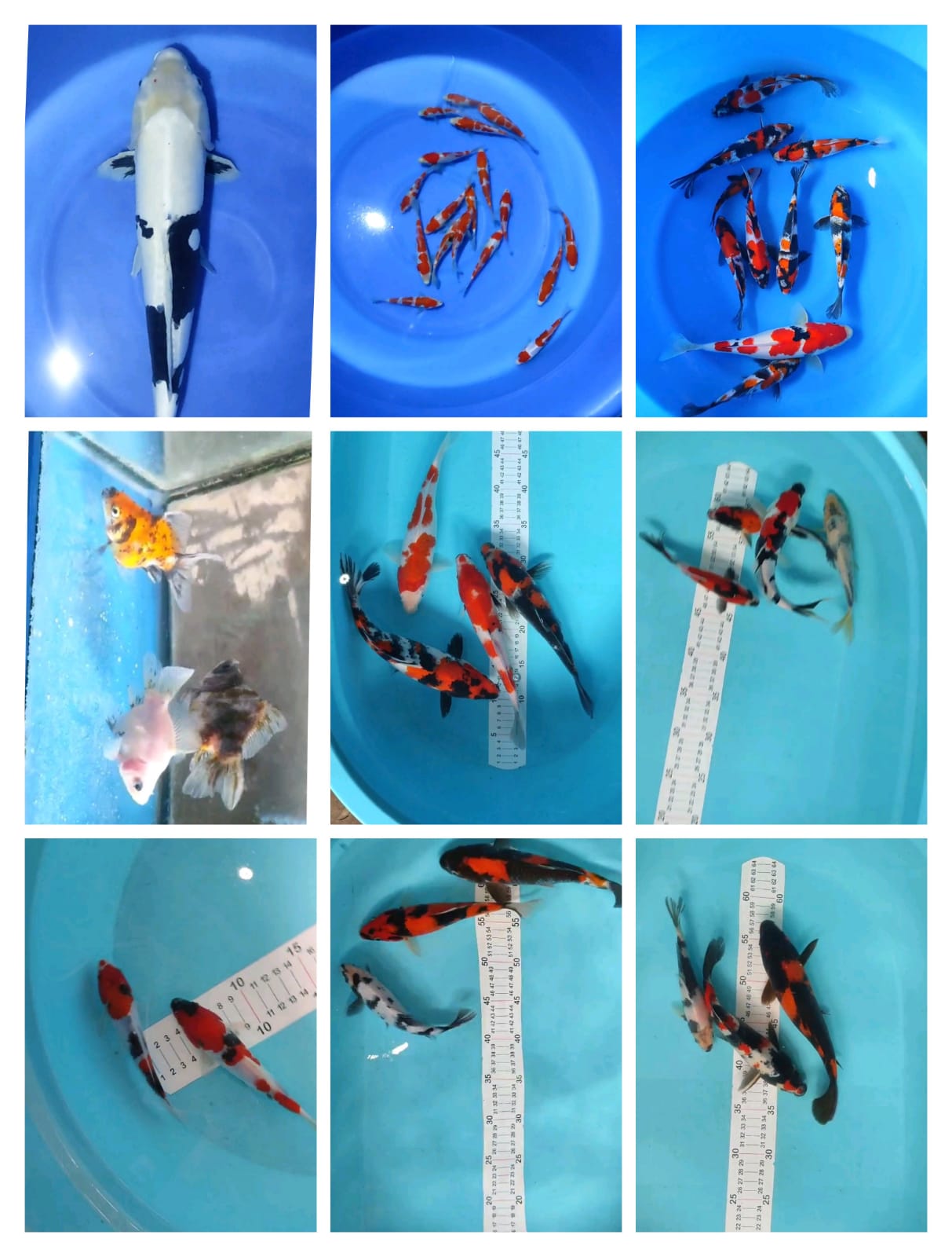 Lelang Koi Online, Jual Beli Ikan Koi, Pasar Koi Terbaik, Agen Lelang Koi, Penawaran Koi Berkualitas, Harga Jual Koi, Lelang Ikan Koi Import, Beli Koi Online, Jual Koi Murah, Koi Showroom, Penjual Koi Terpercaya, Lelang Koi Jakarta, Jual Koi Lokal, Koi Kualitas Unggul, Harga Terbaik Koi, Jual Koi Indukan, Lelang Ikan Hias Koi, Pasar Koi Indonesia, Beli Koi Berkualitas Tinggi, Koi Farm Terbesar, Jual Beli Koi Impor, Lelang Ikan Koi Kualitas Premium, Daftar Harga Koi Terbaru, Pusat Jual Beli Koi, Info Lelang Koi Hari Ini.