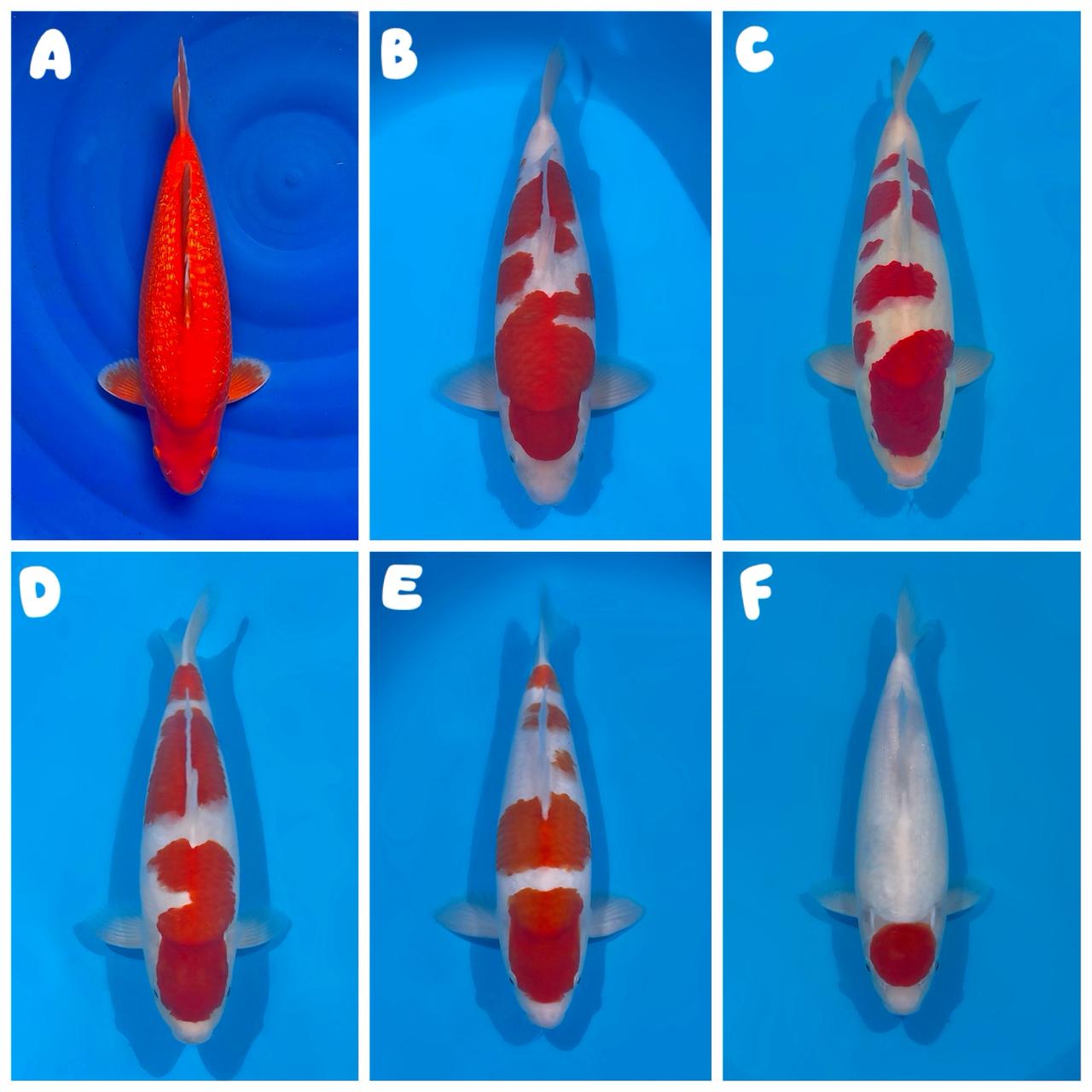 Lelang Koi Online, Jual Beli Ikan Koi, Pasar Koi Terbaik, Agen Lelang Koi, Penawaran Koi Berkualitas, Harga Jual Koi, Lelang Ikan Koi Import, Beli Koi Online, Jual Koi Murah, Koi Showroom, Penjual Koi Terpercaya, Lelang Koi Jakarta, Jual Koi Lokal, Koi Kualitas Unggul, Harga Terbaik Koi, Jual Koi Indukan, Lelang Ikan Hias Koi, Pasar Koi Indonesia, Beli Koi Berkualitas Tinggi, Koi Farm Terbesar, Jual Beli Koi Impor, Lelang Ikan Koi Kualitas Premium, Daftar Harga Koi Terbaru, Pusat Jual Beli Koi, Info Lelang Koi Hari Ini.