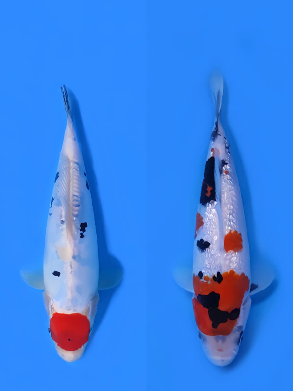 Lelang Koi Online, Jual Beli Ikan Koi, Pasar Koi Terbaik, Agen Lelang Koi, Penawaran Koi Berkualitas, Harga Jual Koi, Lelang Ikan Koi Import, Beli Koi Online, Jual Koi Murah, Koi Showroom, Penjual Koi Terpercaya, Lelang Koi Jakarta, Jual Koi Lokal, Koi Kualitas Unggul, Harga Terbaik Koi, Jual Koi Indukan, Lelang Ikan Hias Koi, Pasar Koi Indonesia, Beli Koi Berkualitas Tinggi, Koi Farm Terbesar, Jual Beli Koi Impor, Lelang Ikan Koi Kualitas Premium, Daftar Harga Koi Terbaru, Pusat Jual Beli Koi, Info Lelang Koi Hari Ini.