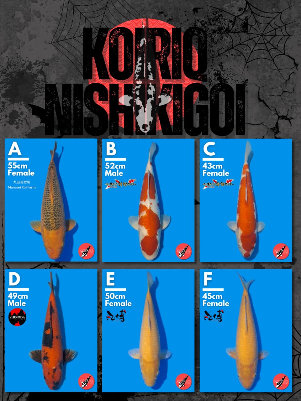 Lelang Koi Online, Jual Beli Ikan Koi, Pasar Koi Terbaik, Agen Lelang Koi, Penawaran Koi Berkualitas, Harga Jual Koi, Lelang Ikan Koi Import, Beli Koi Online, Jual Koi Murah, Koi Showroom, Penjual Koi Terpercaya, Lelang Koi Jakarta, Jual Koi Lokal, Koi Kualitas Unggul, Harga Terbaik Koi, Jual Koi Indukan, Lelang Ikan Hias Koi, Pasar Koi Indonesia, Beli Koi Berkualitas Tinggi, Koi Farm Terbesar, Jual Beli Koi Impor, Lelang Ikan Koi Kualitas Premium, Daftar Harga Koi Terbaru, Pusat Jual Beli Koi, Info Lelang Koi Hari Ini.