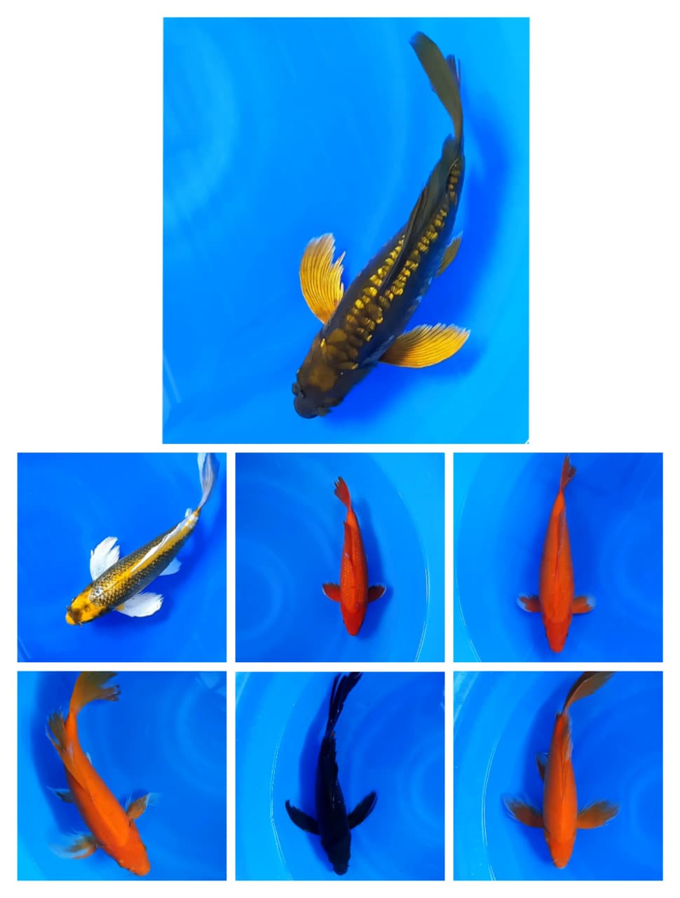 Lelang Koi Online, Jual Beli Ikan Koi, Pasar Koi Terbaik, Agen Lelang Koi, Penawaran Koi Berkualitas, Harga Jual Koi, Lelang Ikan Koi Import, Beli Koi Online, Jual Koi Murah, Koi Showroom, Penjual Koi Terpercaya, Lelang Koi Jakarta, Jual Koi Lokal, Koi Kualitas Unggul, Harga Terbaik Koi, Jual Koi Indukan, Lelang Ikan Hias Koi, Pasar Koi Indonesia, Beli Koi Berkualitas Tinggi, Koi Farm Terbesar, Jual Beli Koi Impor, Lelang Ikan Koi Kualitas Premium, Daftar Harga Koi Terbaru, Pusat Jual Beli Koi, Info Lelang Koi Hari Ini.