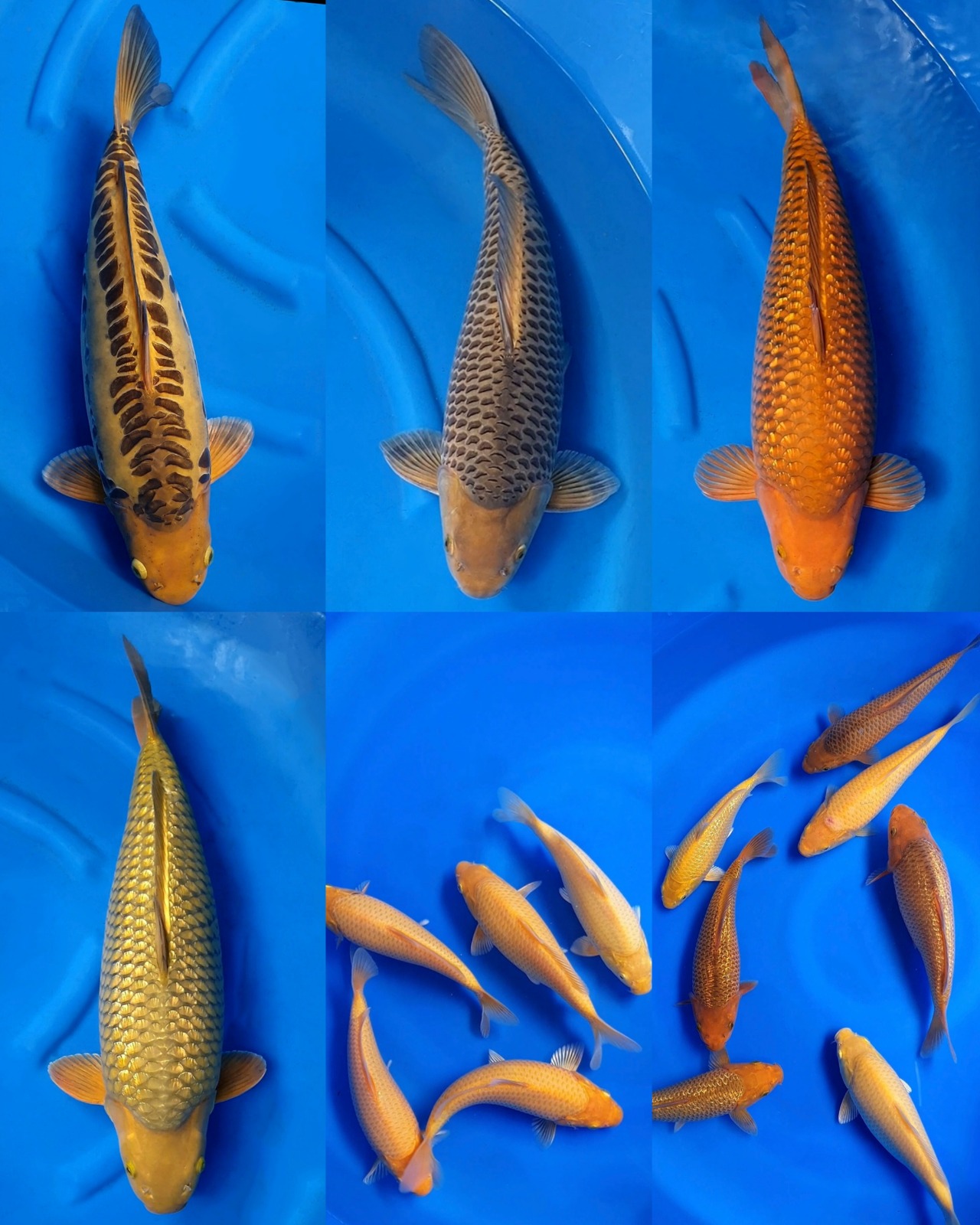 Lelang Koi Online, Jual Beli Ikan Koi, Pasar Koi Terbaik, Agen Lelang Koi, Penawaran Koi Berkualitas, Harga Jual Koi, Lelang Ikan Koi Import, Beli Koi Online, Jual Koi Murah, Koi Showroom, Penjual Koi Terpercaya, Lelang Koi Jakarta, Jual Koi Lokal, Koi Kualitas Unggul, Harga Terbaik Koi, Jual Koi Indukan, Lelang Ikan Hias Koi, Pasar Koi Indonesia, Beli Koi Berkualitas Tinggi, Koi Farm Terbesar, Jual Beli Koi Impor, Lelang Ikan Koi Kualitas Premium, Daftar Harga Koi Terbaru, Pusat Jual Beli Koi, Info Lelang Koi Hari Ini.